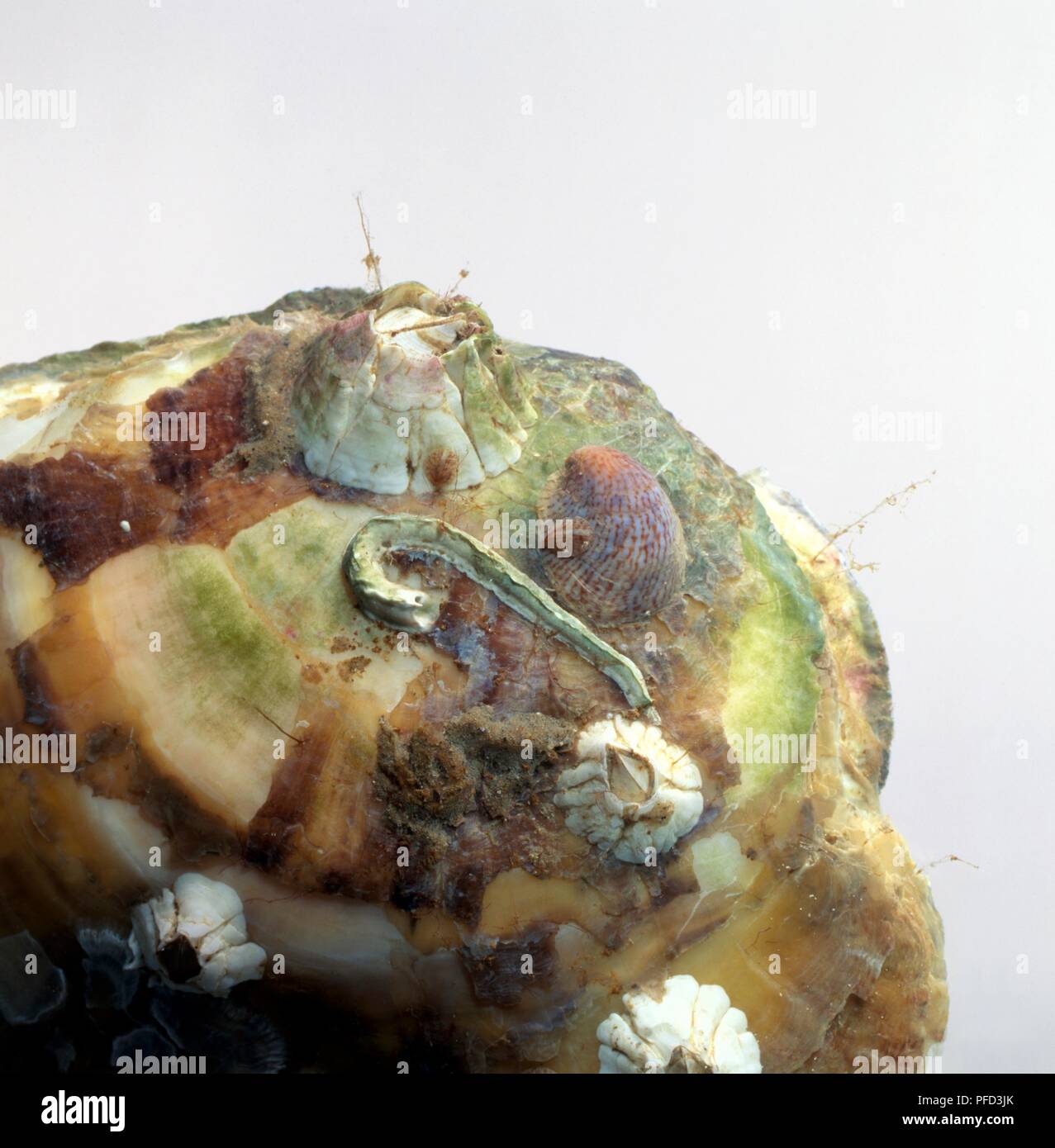 Les balanes sur limpet shell, slipper limpet ver, la distribution et d'algues sur la roche Banque D'Images
