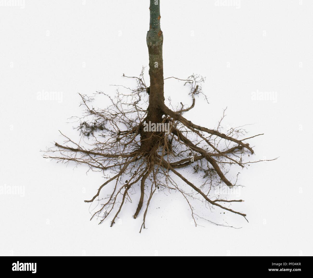 Bon exemple de jeunes racines de l'arbre d'alimentation fibreuse Banque D'Images