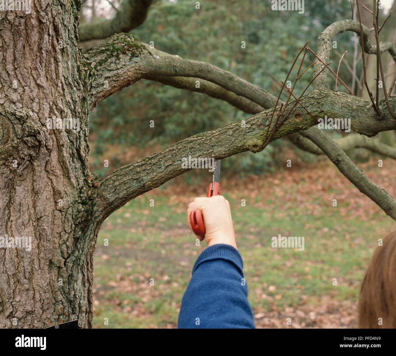 Femme à l'aide de scie d'élagage afin de saper les Branch, loin de tronc d'arbre Banque D'Images