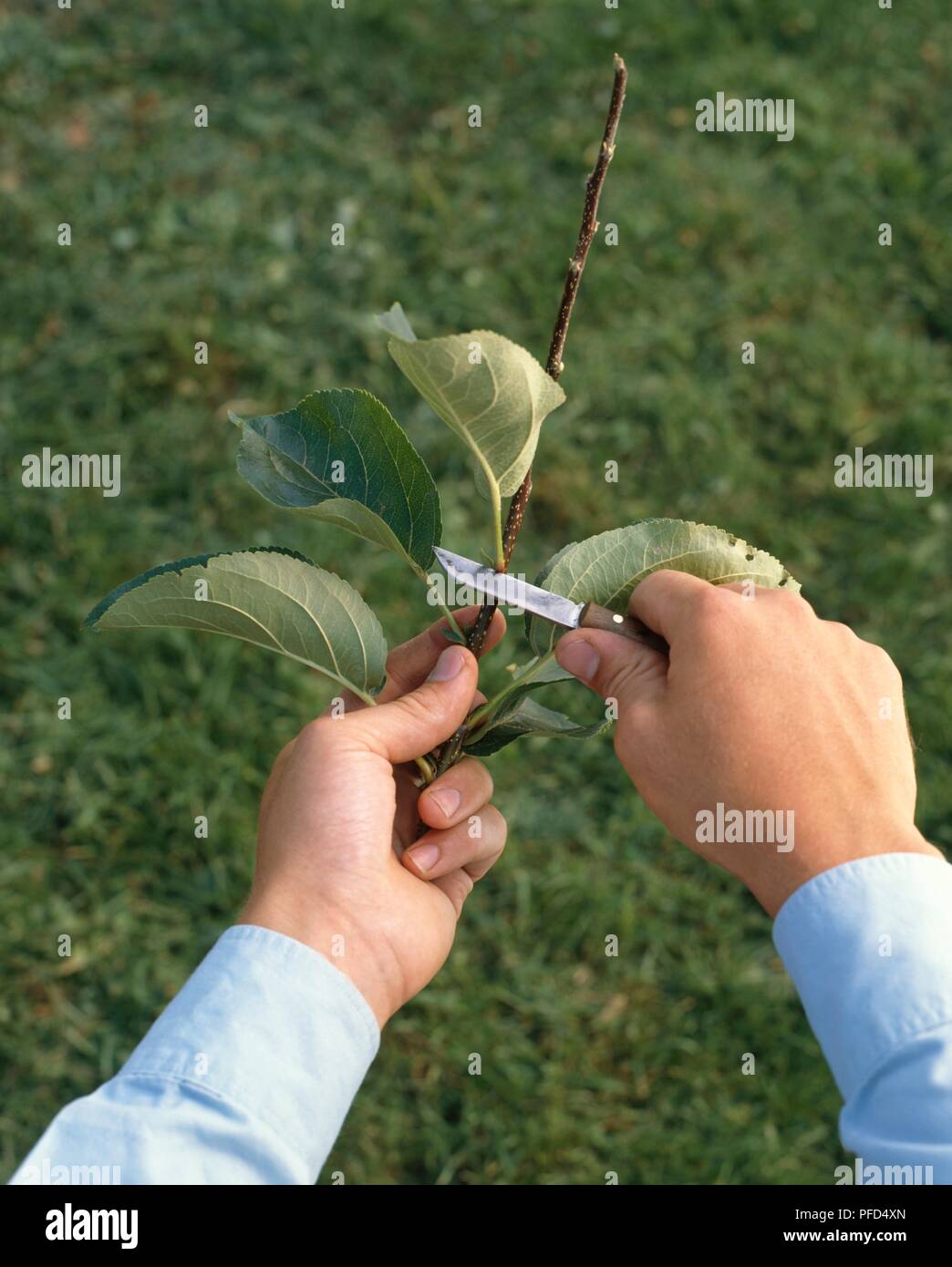 L'homme à l'aide d'un petit couteau à découper soigneusement leaf de malus pour en herbe à puce Banque D'Images