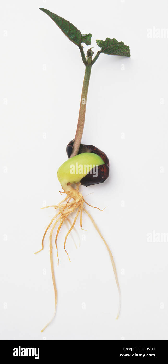 Haricot Phaseolus coccineus, germés, tirer avec deux feuilles vertes de plus en plus il Banque D'Images Haricot Phaseolus coccineus, germés, tirer avec deux feuilles vertes de plus en plus il Banque D'Images