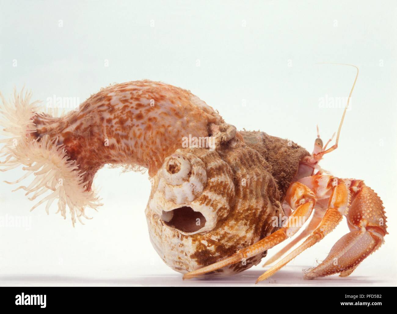 Anémone de mer rattaché à l'ermite de shell Banque D'Images