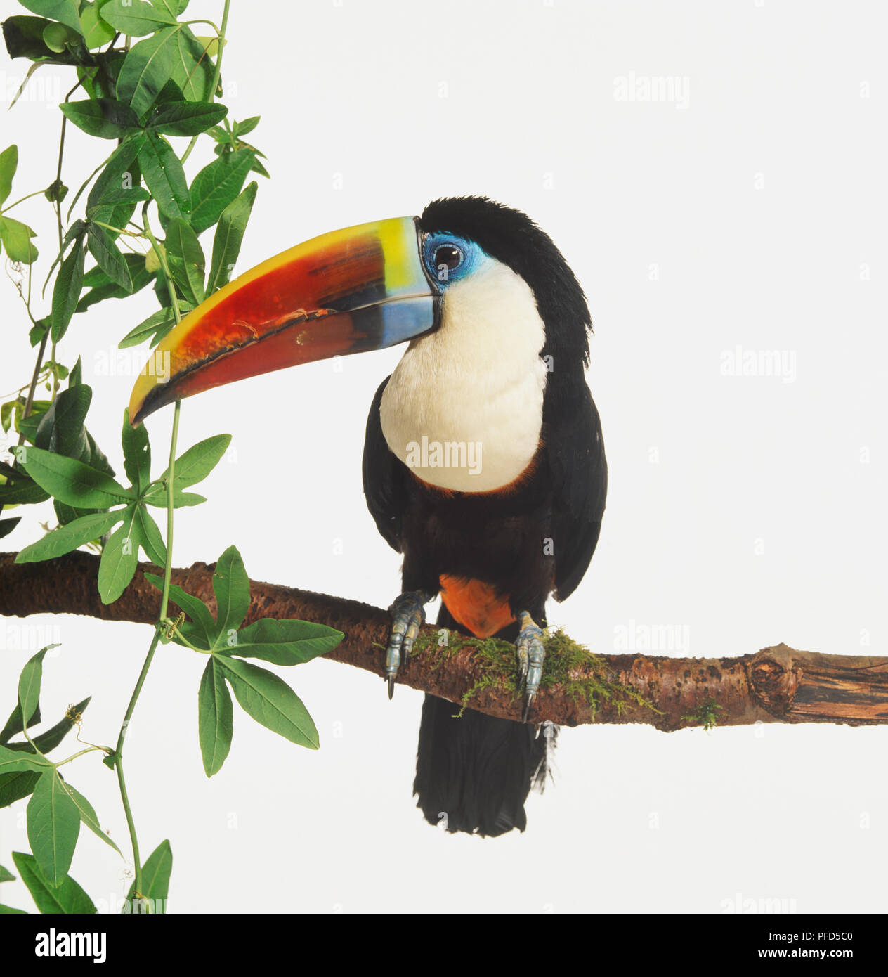 Red-billed Toucan, Ramphastos tucanus, avec la poitrine blanche assis dans une branche d'arbre. Le bec de l'oiseau est de couleur arc-en-ciel et ses griffes sont exposés par la manière dont il a son assise sur la branche. Banque D'Images