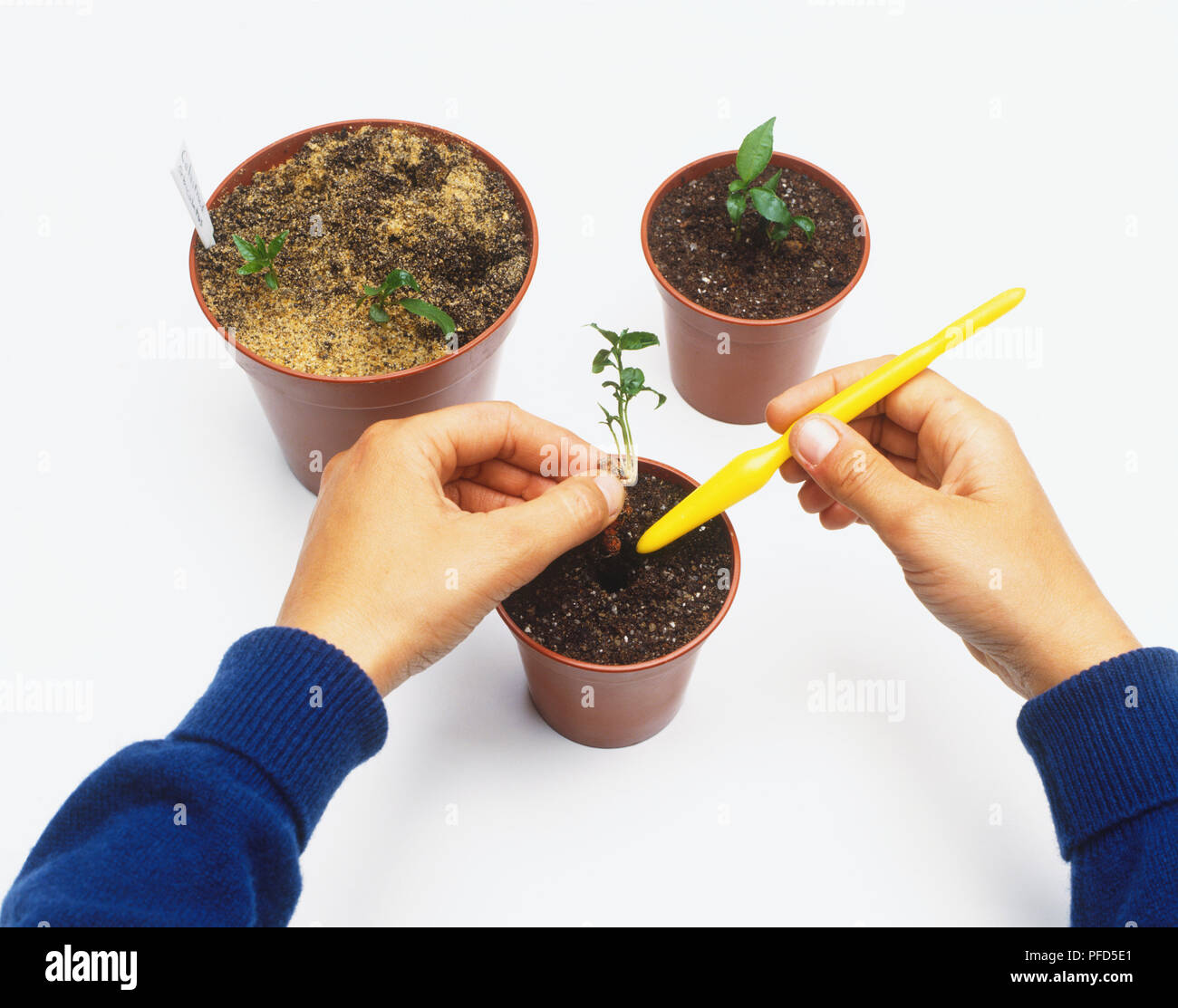 Personne en plus petits pots boutures rempotage Banque D'Images