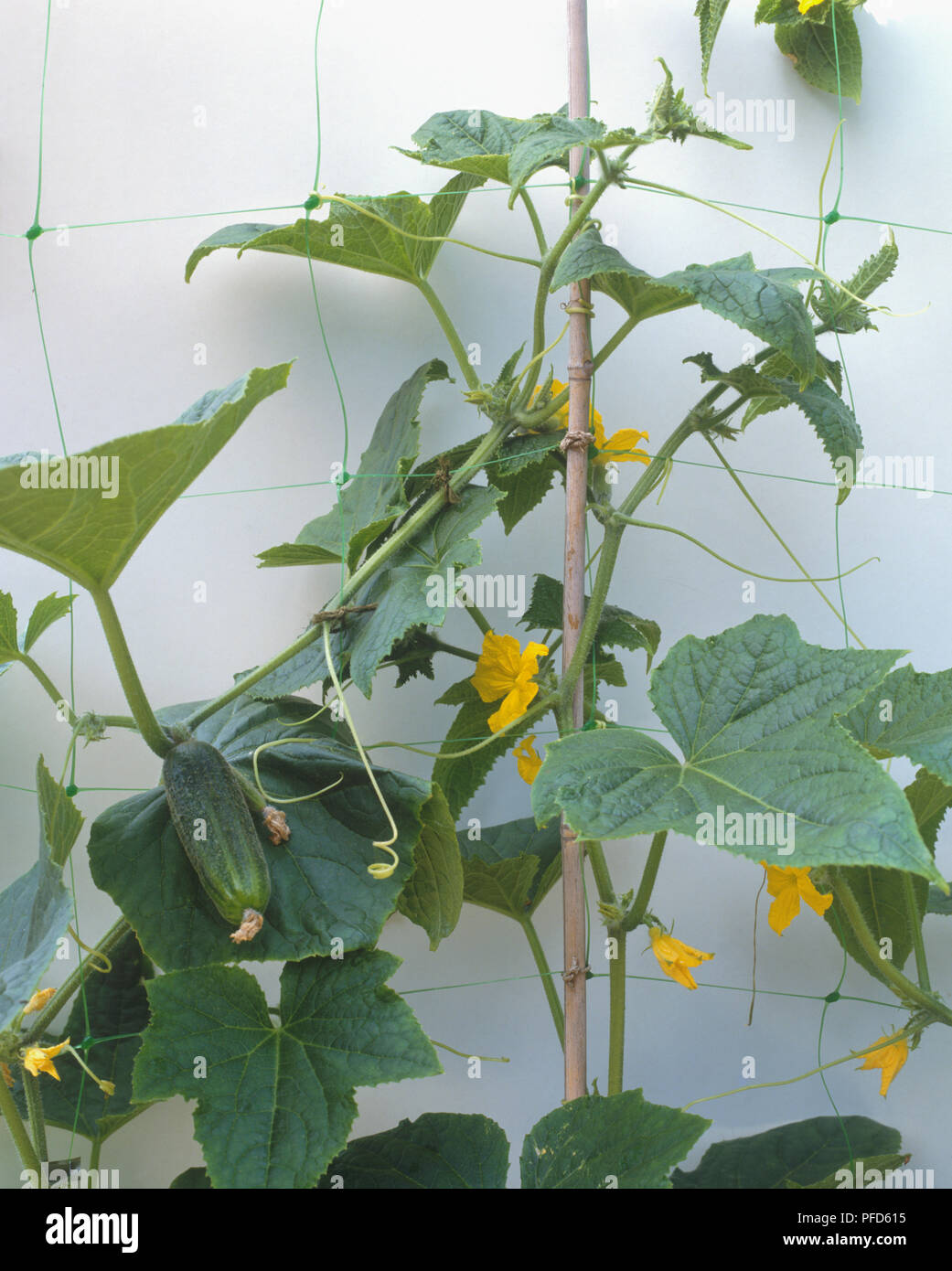 Cucumis sativus (concombre) plante à fleurs jaunes et feuilles vertes, close-up Banque D'Images