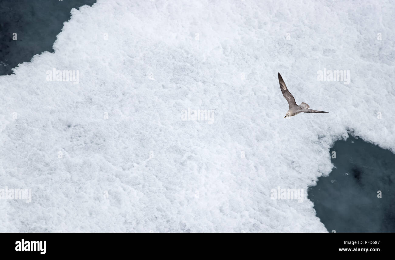 Une jaeger - Labbe parasite (Stercorarius parasiticus) survolant la glace dans l'océan Arctique, à 82 degrés de latitude nord et 022 degrés est. Banque D'Images