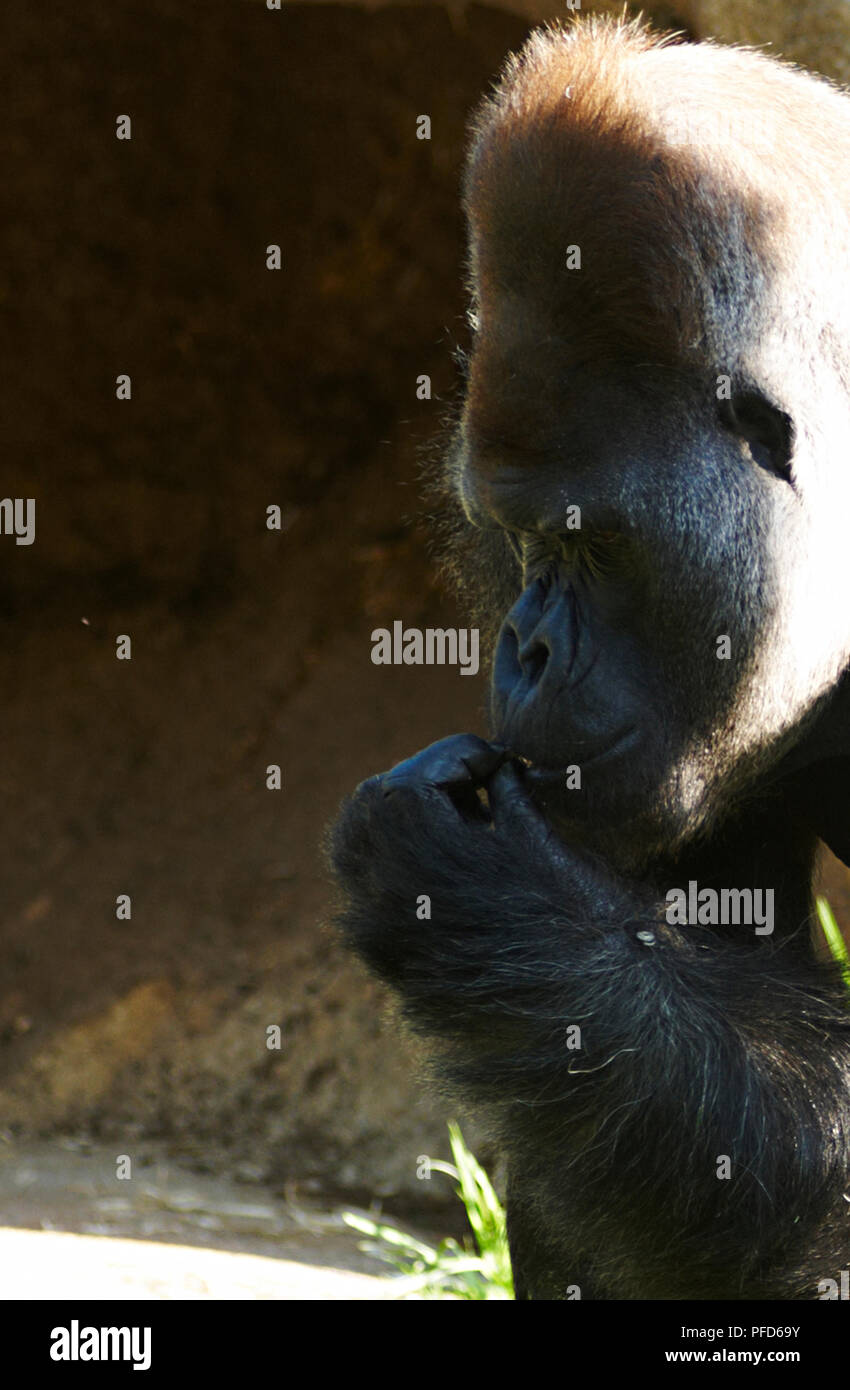 Au gorille le Zoo de Melbourne. Melbourne Banque D'Images