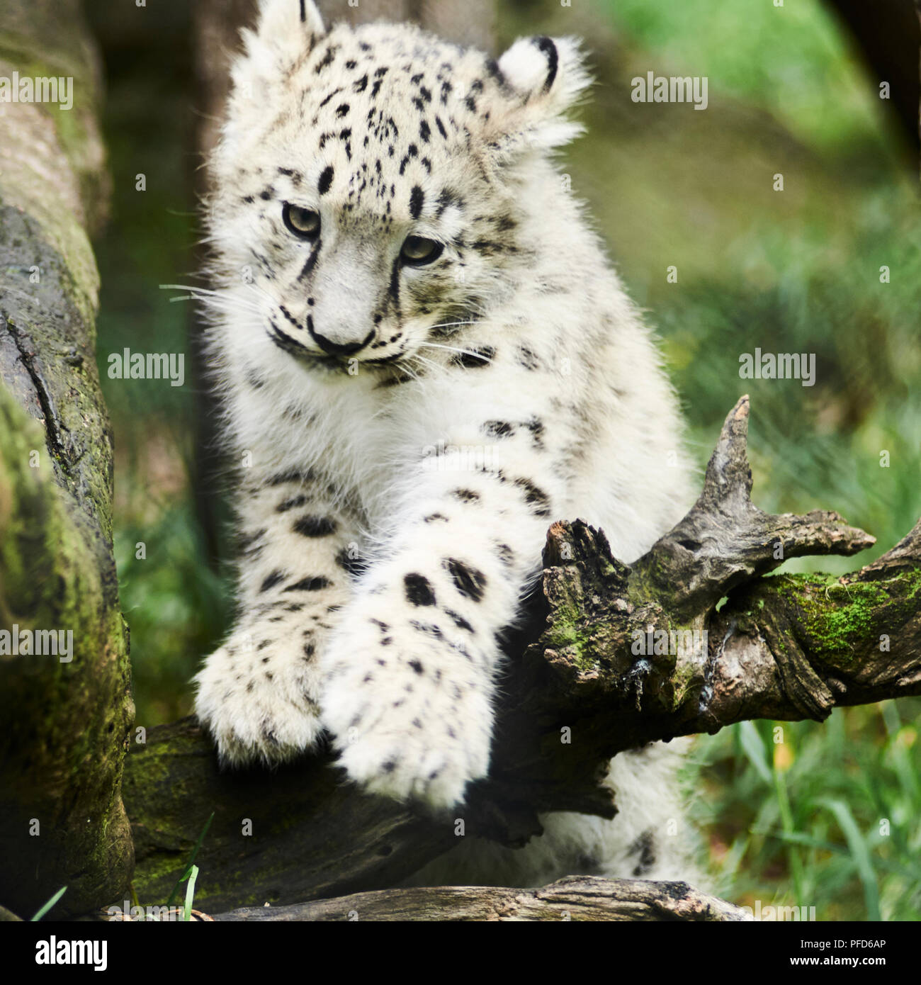 Leopard Des Neiges Bebe Banque D Image Et Photos Alamy Leopard Des Neiges Bebe Banque D Image Et Photos Alamy