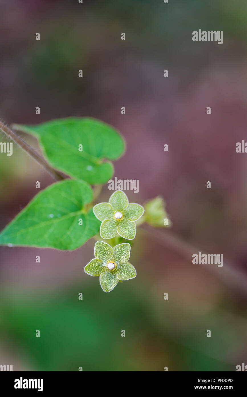 Pearl Asclépiade, plante hôte pour le monarque Banque D'Images