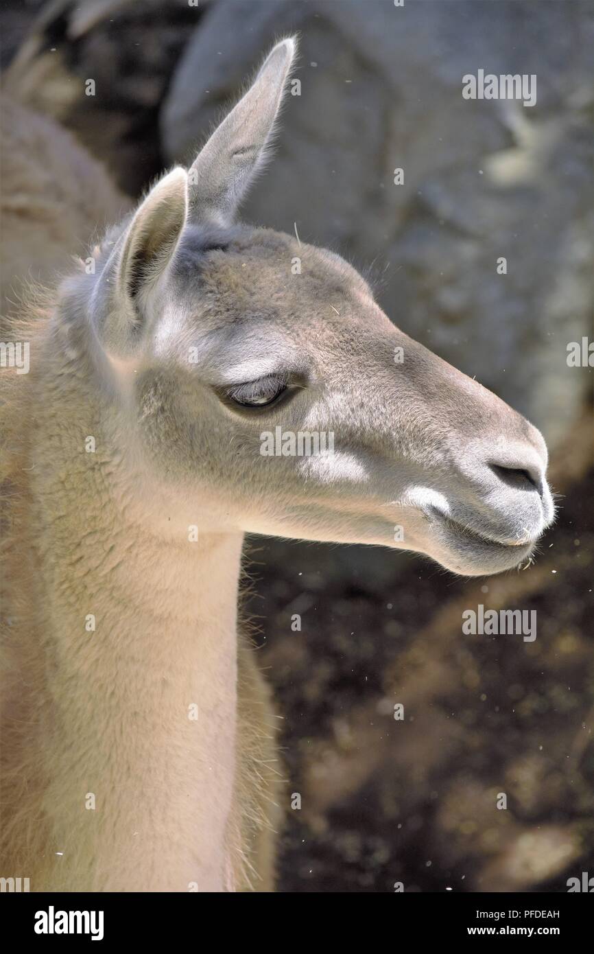 Lama Lama glama Banque D'Images