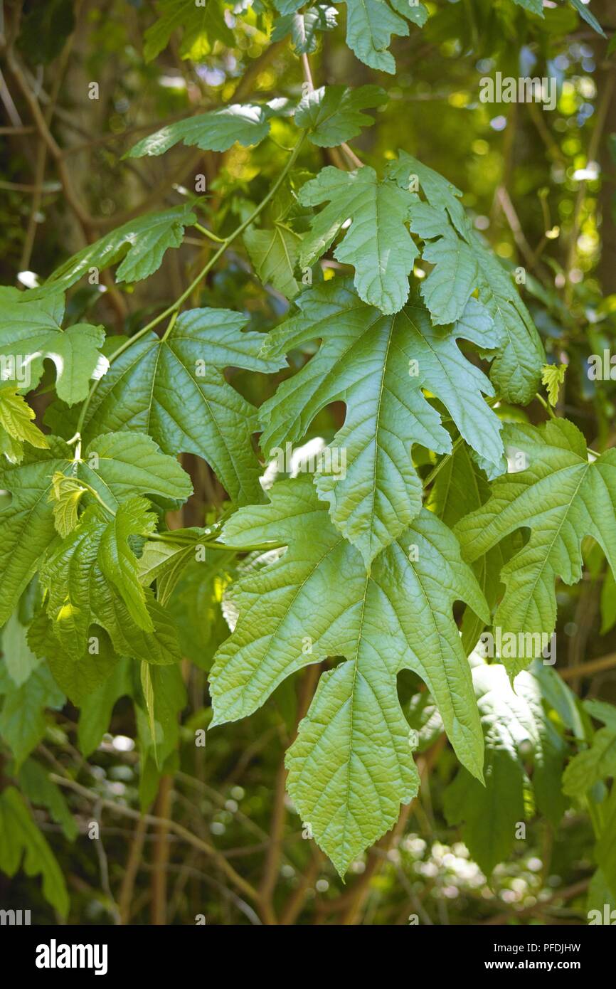 Mûrier blanc Morus alba ; Banque D'Images