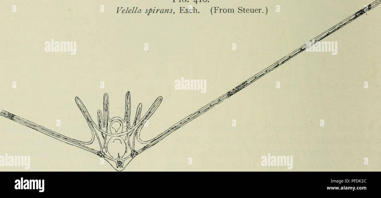 . Les profondeurs de l'océan ; un compte rendu général de la science moderne de l'océanographie fondée en grande partie sur la recherche scientifique de la vapeur norvégien Michael Sars dans l'Atlantique Nord. L'océanographie. J Fig. 410. Velella spiralis, Esch. (À partir de Steuer.). Fig. 411. Ophiothrix fragilis, larve de O. F. Muller (environ -j-). (À partir de Mortensen.). Veuillez noter que ces images sont extraites de la page numérisée des images qui peuvent avoir été retouchées numériquement pour plus de lisibilité - coloration et l'aspect de ces illustrations ne peut pas parfaitement ressembler à l'œuvre originale.. Murray, John, Sir, 1841-1914 ; Hjort, Joha Banque D'Images