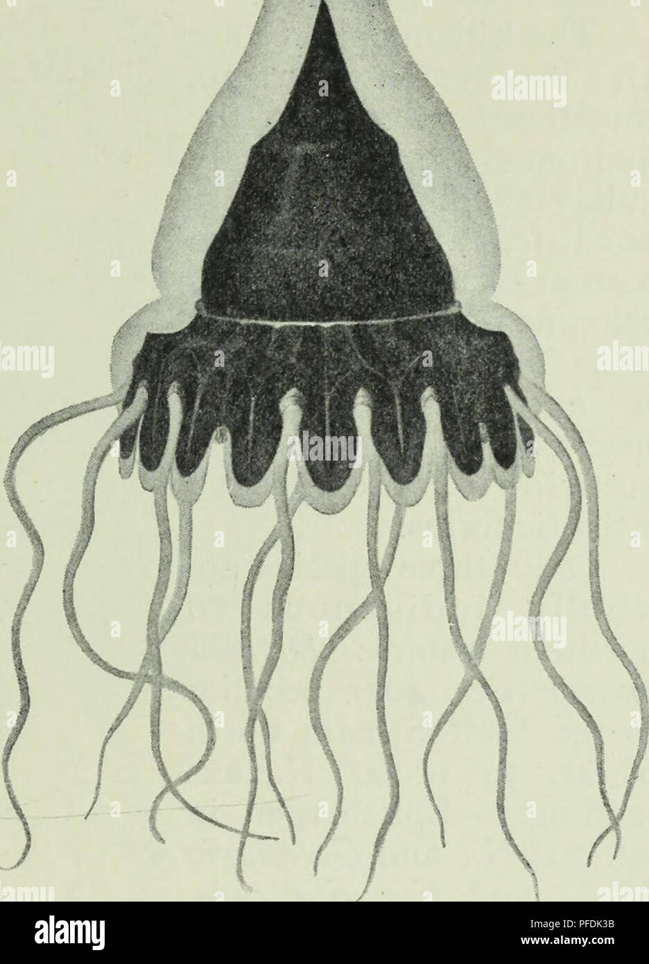 . Les profondeurs de l'océan ; un compte rendu général de la science moderne de l'océanographie fondée en grande partie sur la recherche scientifique de la vapeur norvégien Michael Sars dans l'Atlantique Nord. L'océanographie. Fig. 405. Pe lagia un perl, SI abber. Après McAndrew et Forbes, de Steuer.) Fig. 406. Periphylla hyacinthi7ia, Steenstrup. À propos de nat. taille. (À partir de Vanhbffen^.) Periphylla hyacinthina Steenstrup, stations 10, 19, 34, 42, 45, 51, 52, 53, 56, 58, 62, 64, 66, 67, 70, 80, 81, 82, 84, 88, 92, 94, 98, 101. ^j P. regina, Haeckel, 19 stations, 49, 56, 62, 63, 64, 84, 92. Nausitho'e atlantica, n. sp., Stat Banque D'Images