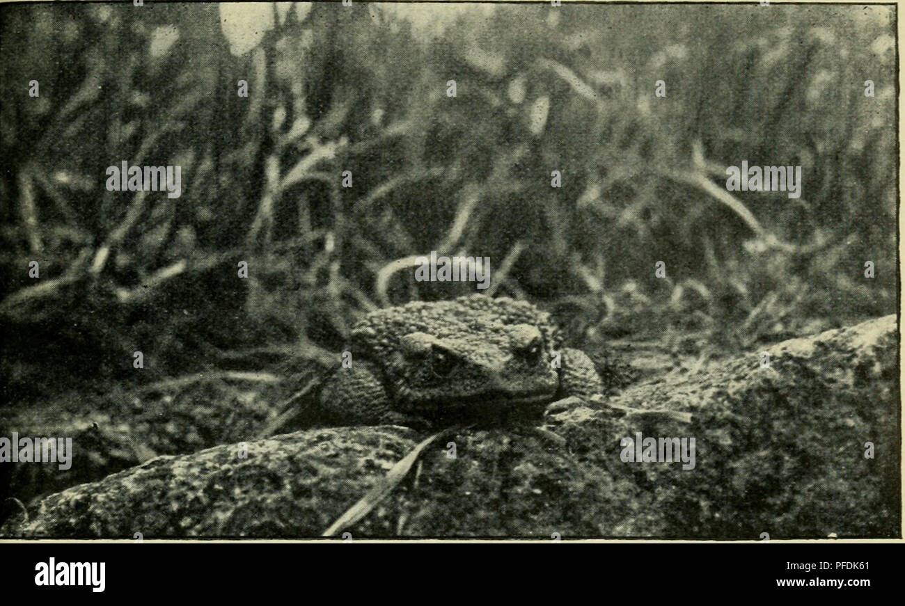 Der deutschen und Heimat Kriechtiere Lurche. Reptiles ; amphibiens. Bufo  vulgaris^ la loi., Graue Kröte. Par Ich mochte 10 Jahre alt sein, als ich  auf einem Streifzuge durch den heimischen Forst