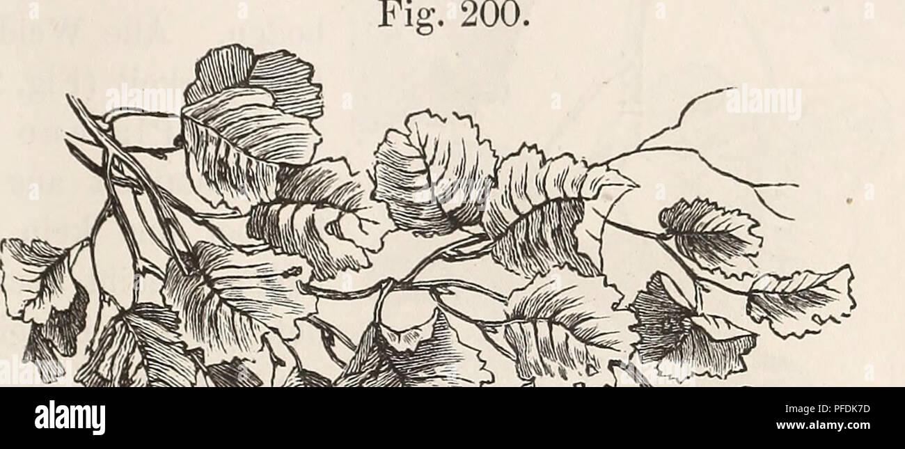 Ce travail aborde divers aspects de la biologie des arbres, y compris la répartition géographique d’espèces comme le bouleau en Europe et en Russie. Il décrit les conditions environnementales nécessaires pour que les différentes espèces d'arbres prospèrent et leur répartition régionale. Banque D'Images