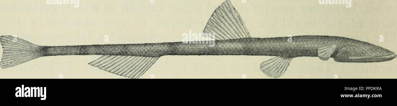 Halosauropsis macrochir Banque de photographies et d’images à haute