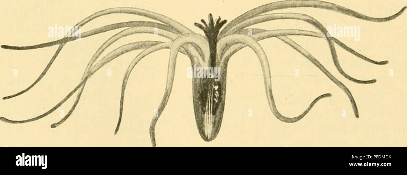 . Les profondeurs de l'océan : un compte rendu général de la science moderne de l'océanographie fondée en grande partie sur la recherche scientifique de la vapeur norvégien Michael Sars dans l'Atlantique Nord. "Michael Sars" en haute mer de l'Atlantique Nord (1910) de l'expédition ; océanographie ; océan Atlantique Nord. Ophiothrix fragilis, larve de O. F. Mtiller (environ --). (À partir de Mortensen.). P^lG. 412. Arachnactis albida, M. Sars. Nat. taille. (FromSars.) Rayons de carbonate de chaux, avec une ceinture de cellules fournies avec whip-comme les poils, par l'aide de laquelle ils nagent ; ces larves passent par métamorphoses merveilleux avant fin Banque D'Images