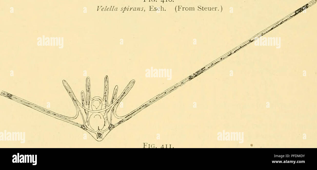 . Les profondeurs de l'océan : un compte rendu général de la science moderne de l'océanographie fondée en grande partie sur la recherche scientifique de la vapeur norvégien Michael Sars dans l'Atlantique Nord. "Michael Sars" en haute mer de l'Atlantique Nord (1910) de l'expédition ; océanographie ; océan Atlantique Nord. Fig. 410. Velella spiralis, Esch. (À partir de Steuer.). Ophiothrix fragilis, larve de O. F. Mtiller (environ --). (À partir de Mortensen.). Veuillez noter que ces images sont extraites de la page numérisée des images qui peuvent avoir été retouchées numériquement pour plus de lisibilité - coloration et l'aspect de ces illustrations ne peut pas Banque D'Images