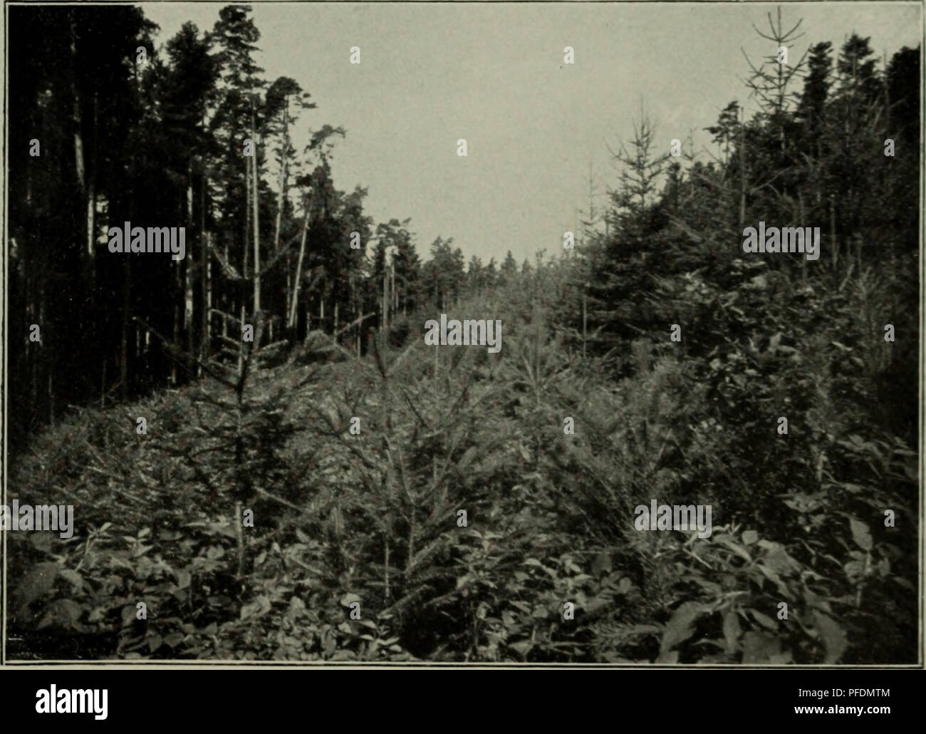 . Blendersaumschlag der und sein système. Les forêts et la foresterie. 1. Chapitre. Methode und Verfahren der BlendersauniVerjüngung. 89 dasselbe wie die, Biiclie. (Liesenso übertrifft schönen wie wert- zur vollen Holzart Mischung dans (U'ii Waldungen. Deutsehlan durcli est wird nur die grosse Gefaiir verhindert, die vom de l'ILU- Wildverbiß droht. Die Misch Verjüngung im Hlendersaumschlag. Die ' o r b e d i n g u i n g e n n u n f ü r- die geschilderte m i s c h- forme schafft oline weiteres der Blendersaum, wer und dessen gemischte Jung- wüchse^ke ia.t, wird dvn Einwand bezüglicli der Kosten und Herstellung von Banque D'Images