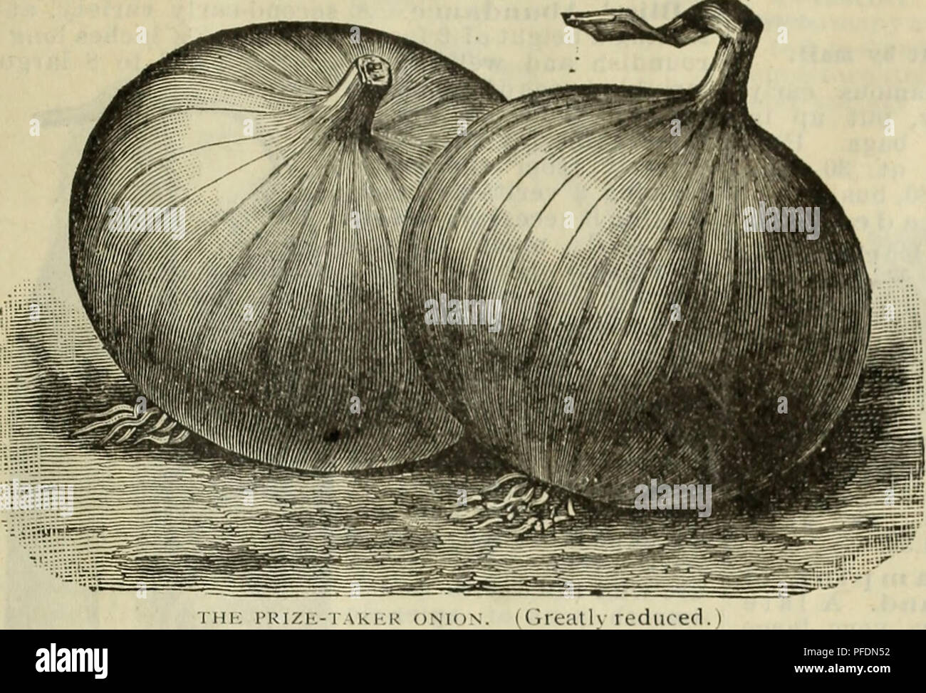 . Catalogue descriptif : arbres plantes graines.. Catalogues Catalogues arbres, fleurs, graines de légumes ; Catalogues Catalogues commerciaux Texas Fort Worth ; arbres ; fleurs ; légumes ; catalogues commerciaux. ^5. L'italien d'oignons. ~Le Prize-Taker. Aucune autre description de cette amende l'oignon est nécessaire de préciser qu'elle est identiquement la même variété que la grande, belle, jaune paille, les oignons importés d'Espagne et proposés à la vente à le fruit se trouve dans toutes nos grandes villes chaque automne. Bien que d'origine espagnole, cette variété ne doit pas être confondu avec l'oignon jaune nommé roi espagnol, qui est inf Banque D'Images