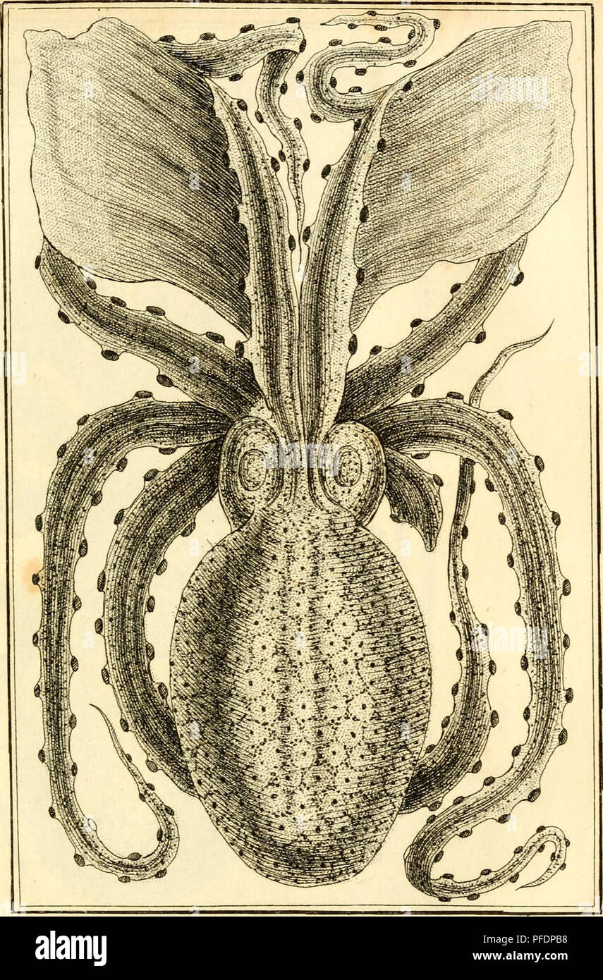 Cette image fait partie de l’étude approfondie des mollusques de Denys Montfort, poursuivant le travail de l’histoire naturelle de Bussière. Les études de Montfort ont fourni de précieuses informations sur la classification et les caractéristiques des mollusques, en se concentrant sur leur biologie et leur écologie. Les illustrations font partie d'un important texte historique sur la zoologie des invertébrés, mettant en valeur diverses espèces de mollusques. Banque D'Images