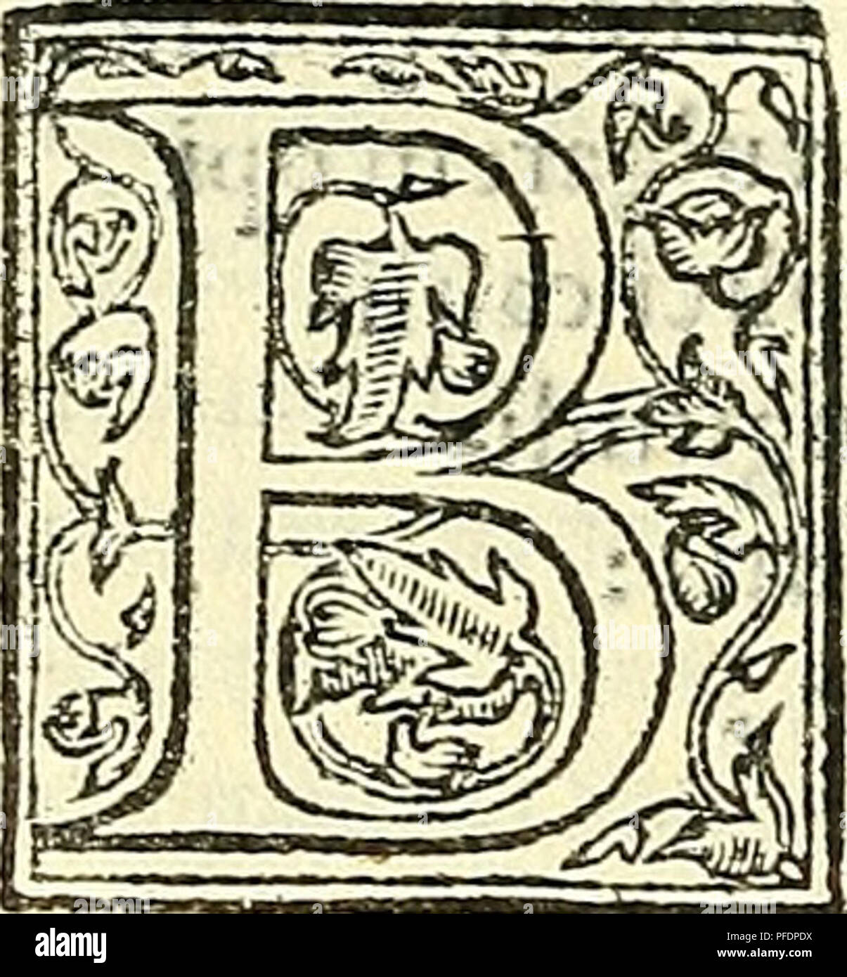 . De plantis libri XVI. Botanique ; les plantes. A N D R E Æ Æ C S A L A R PINI E T I N I : ' DE SVFFRVTICIBVS ET HERBIS* LIBER V DECIM, Cap.Primvm.. VlbaCBA dicuncur genusradicis duplex, quibus tributum vnum luticaput,eft'vecarne con&amp ; humore ftarasvelutifru uSfidcirco vereradixnbn&amp;^vtTheo phraftus eftauthor eft. Fibrofum Alterum;inferius terrae infixum, vtCepa. ^ Btflbus Aliium porrum,. Fine pediculo omnibus Folia dans ptoduda infuntabradicetantum longitudinem 5 .caulis nudus !pgdp, ex&amp ; re- ud. vafculistfiuartitis dans femina loin&lt;5angulofa carnlaginea,ta,, nequa- biualuia^ce vtin quam;teri Banque D'Images