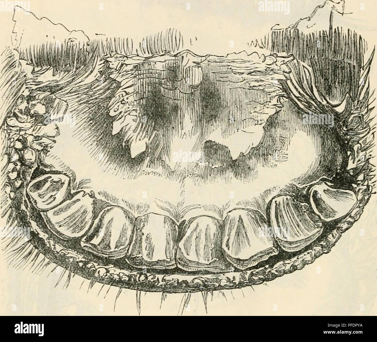 . La dentition comme une indication de l'âge des animaux de la ferme. Animaux domestiques -- l'âge ; les dents. 42 La dentition comme révélateurs de l'âge et l'teetli tlieir permanente va occuper les lieux, et l'animal à l'âge de trois ans aura les trois molaires antérieure ou de chaque côté de la mâchoire supérieure et inférieure près de niveau avec les autres dents, mais ne montrant aucun signe d'usure. L'illustration de la p. 41 (Fig. 3G) présente les trois molaires antérieure a récemment réduit à mesure qu'ils apparaissent lorsque le boeuf est à la limite de l'âge de trois ans. L'éruption de la troisième paire d'incisives permanentes peut fig. 38.-incisives de Ox à tioo Banque D'Images