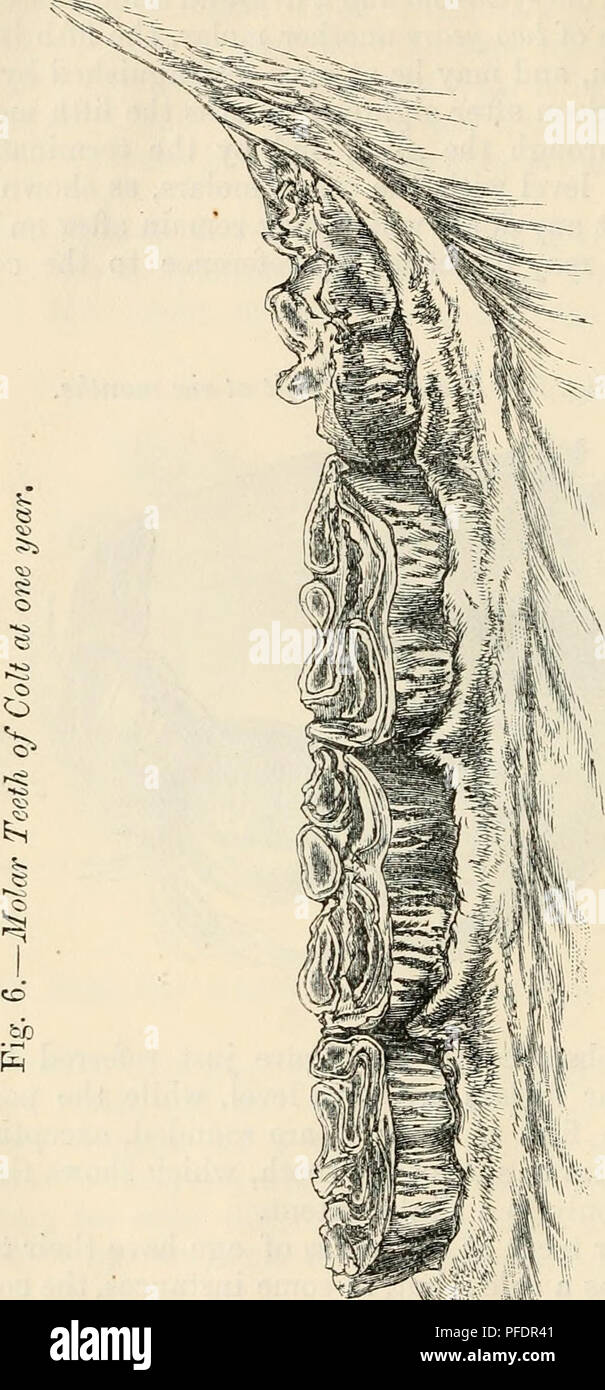 . La dentition comme une indication de l'âge des animaux de la ferme. Animaux domestiques -- l'âge ; les dents. 14 La dentition comme révélateurs de l'âge d'aider l'examinateur avant de décider si l'animal est deux ans "off" ou trois ans à venir. À deux ans "off", ou deux ans et d'un trimestre, il y aura. Veuillez noter que ces images sont extraites de la page numérisée des images qui peuvent avoir été retouchées numériquement pour plus de lisibilité - coloration et l'aspect de ces illustrations ne peut pas parfaitement ressembler à l'œuvre originale.. Brown, George Thomas, Sir, 1827-. Londres, J. Murray Banque D'Images