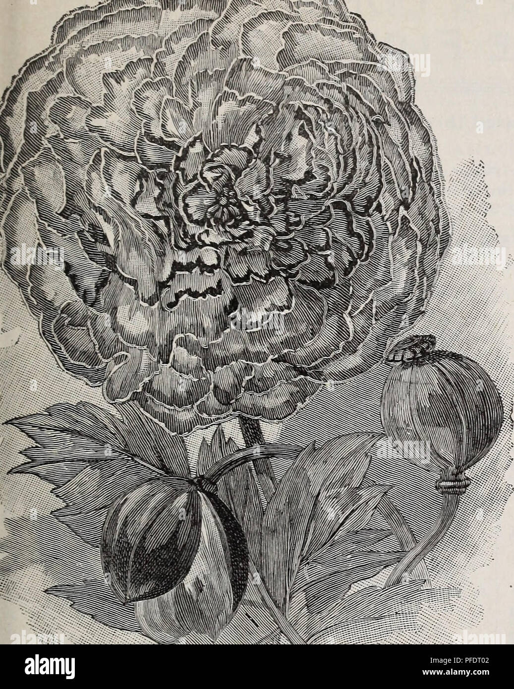 Ce catalogue fournit une liste complète de légumes, de fleurs et de semences agricoles, y compris de nouvelles variétés comme le 'American Flag Poppy', ainsi que des bulbes, des racines et des outils de jardinage disponibles à l'achat. Banque D'Images