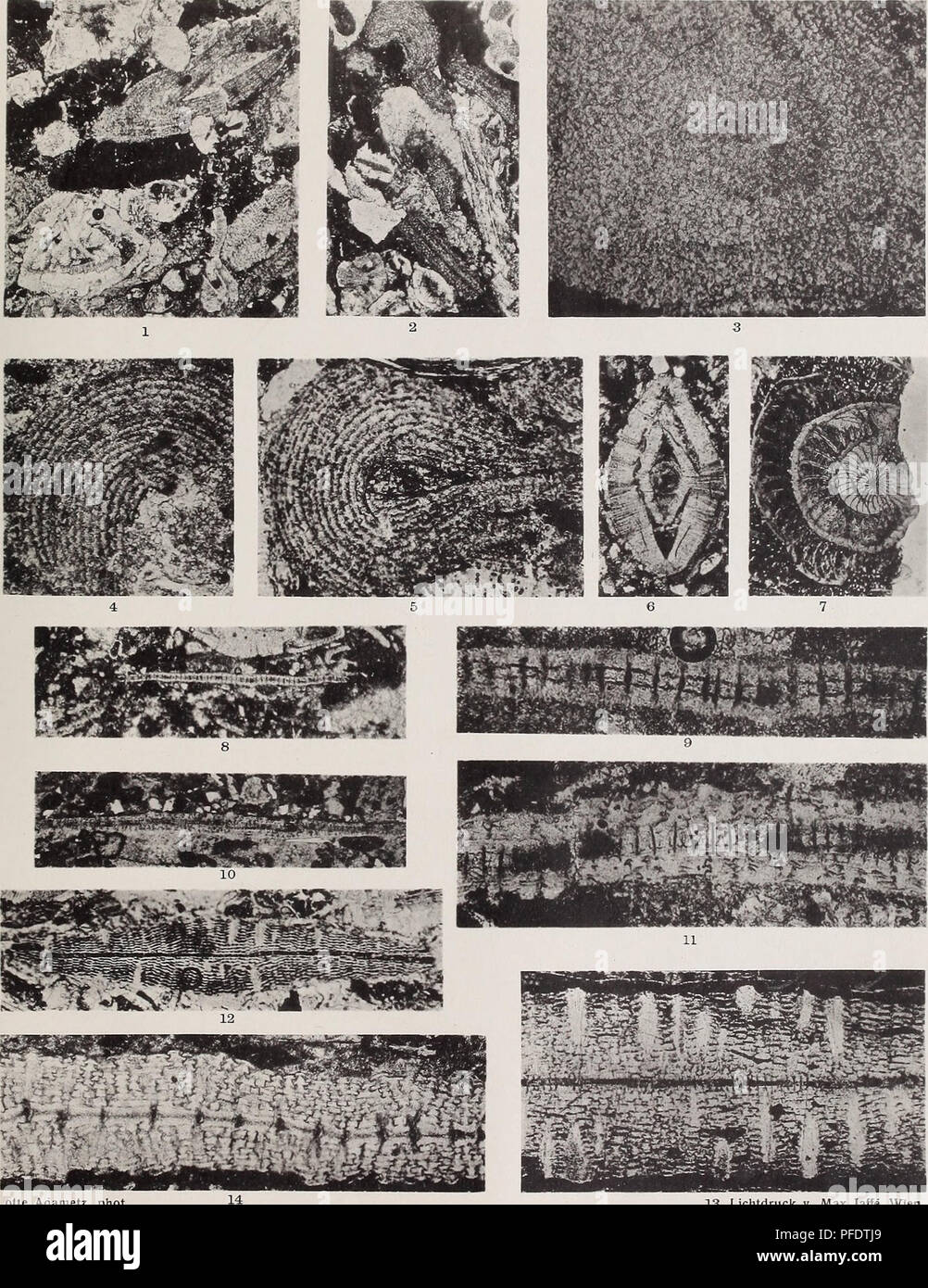 . Denkschriften - Österreichische Akademie der Wissenschaften. Trauth F. : Eozän bei Radstadt, Kirchberg und Wim passant. Tai IV.. Lotte Adametz, phot 13 Lichtdruck v. Max Jaffe, Wien. Denkschriften d. kais. Akad. d. Wiss. math.-naturw. Klasse, 95. Bd.. Veuillez noter que ces images sont extraites de la page numérisée des images qui peuvent avoir été retouchées numériquement pour plus de lisibilité - coloration et l'aspect de ces illustrations ne peut pas parfaitement ressembler à l'œuvre originale.. Akademie der Wissenschaften in Wien. Mathematisch-Naturwissenschaftliche Klasse. Paris, New York, Springer Banque D'Images