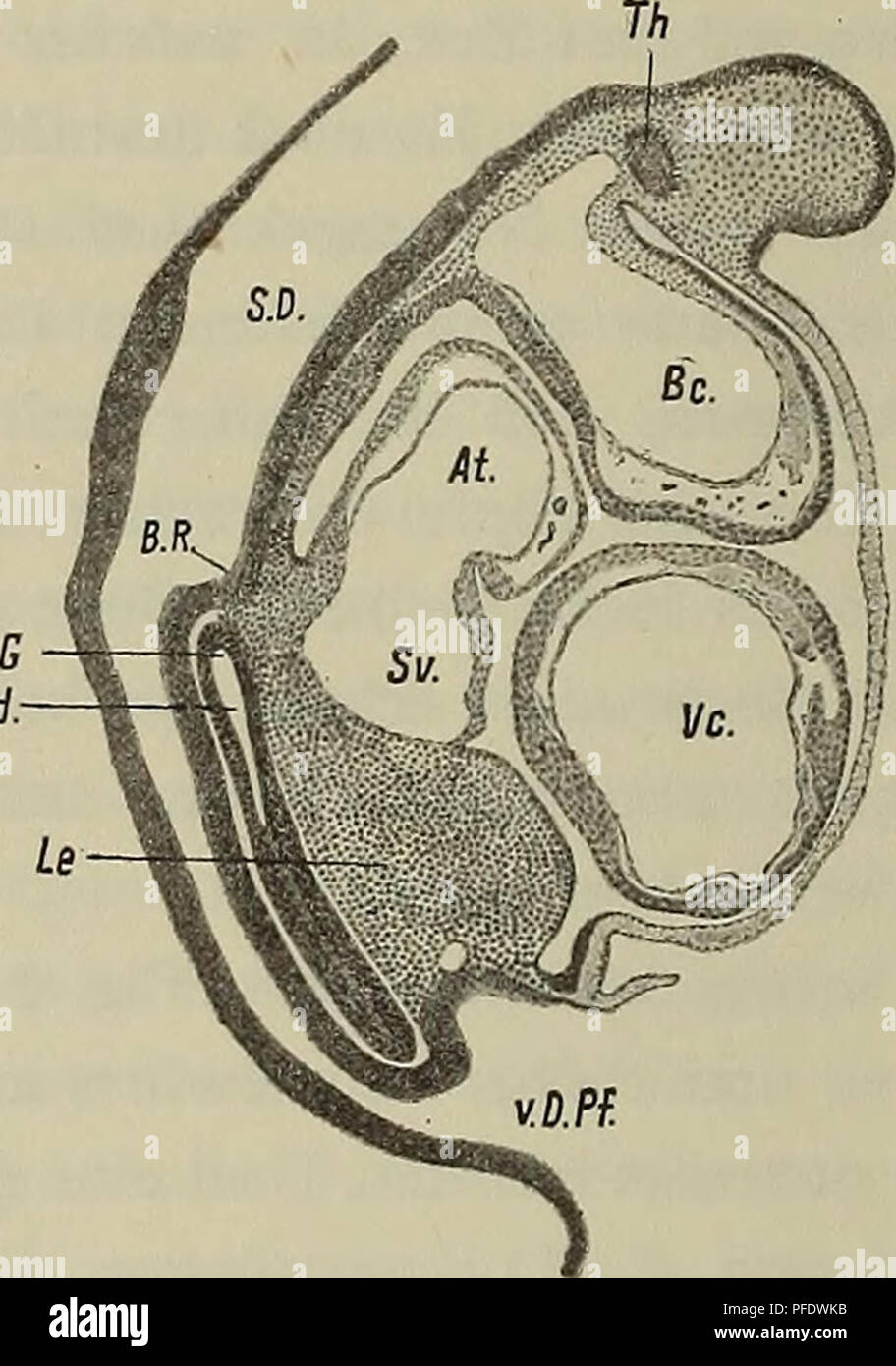 . Denkschriften - Ãsterreichische Akademie der Wissenschaften. 134 F. Hochstetter, handelt es sich um die Wand des hépato-sillon entericus Dexter, die Dort, wo auf dem Schnitte kein Mehr zu sehen Lumen, ist in Ihrem das ventrale (GekrÃ se¤chenhaft bildenden détachées flÃ angeschnitten wurde. Fig. 46 auf Taf. IV weiter zeigt einen medianen Embiyo Sagittalschnitt durch einen von 1 KopflÃ¤â 10 mm nge, der, wie ein Vergleich Mit dieser figure Fig. 45 zeigt, in der Entwicklung weiter wesentlich fortgeschritten, la guerre a été besonders auch aus der Massenzunahme zu erkennen ist der Leber. An der Stellung des Gi Banque D'Images