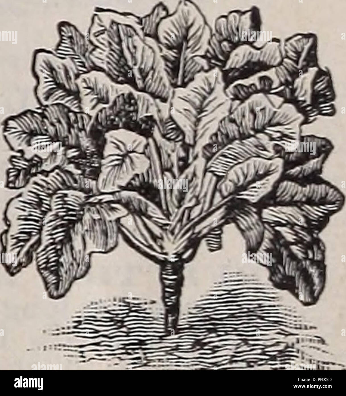 . Catalogue descriptif de légumes, de fleurs, et des semences de ferme : bulbes, racines, plantes, d'outils. Graines de graminées ; Catalogues Catalogues de graines de fleurs graines ; catalogues ; Matériel et fournitures de jardinage ; Catalogues Catalogues commerciaux New York (État de New York). Cerfeuil gondolé. Salade de maïs ou Fetticus Ackersalat- Allemand, Français, MacJie-..-espagnol, Macha Valerianilla. Une once sèmera 150 pieds de forage. Cette excellente salade peut être eu le long de l'année. Semez en sep- tembre, à huit pouces exercices aparr, couvrant les graines légèrement et protéger du gel par une lumière couvrant le foin ou^itter. Les semences peuvent al Banque D'Images