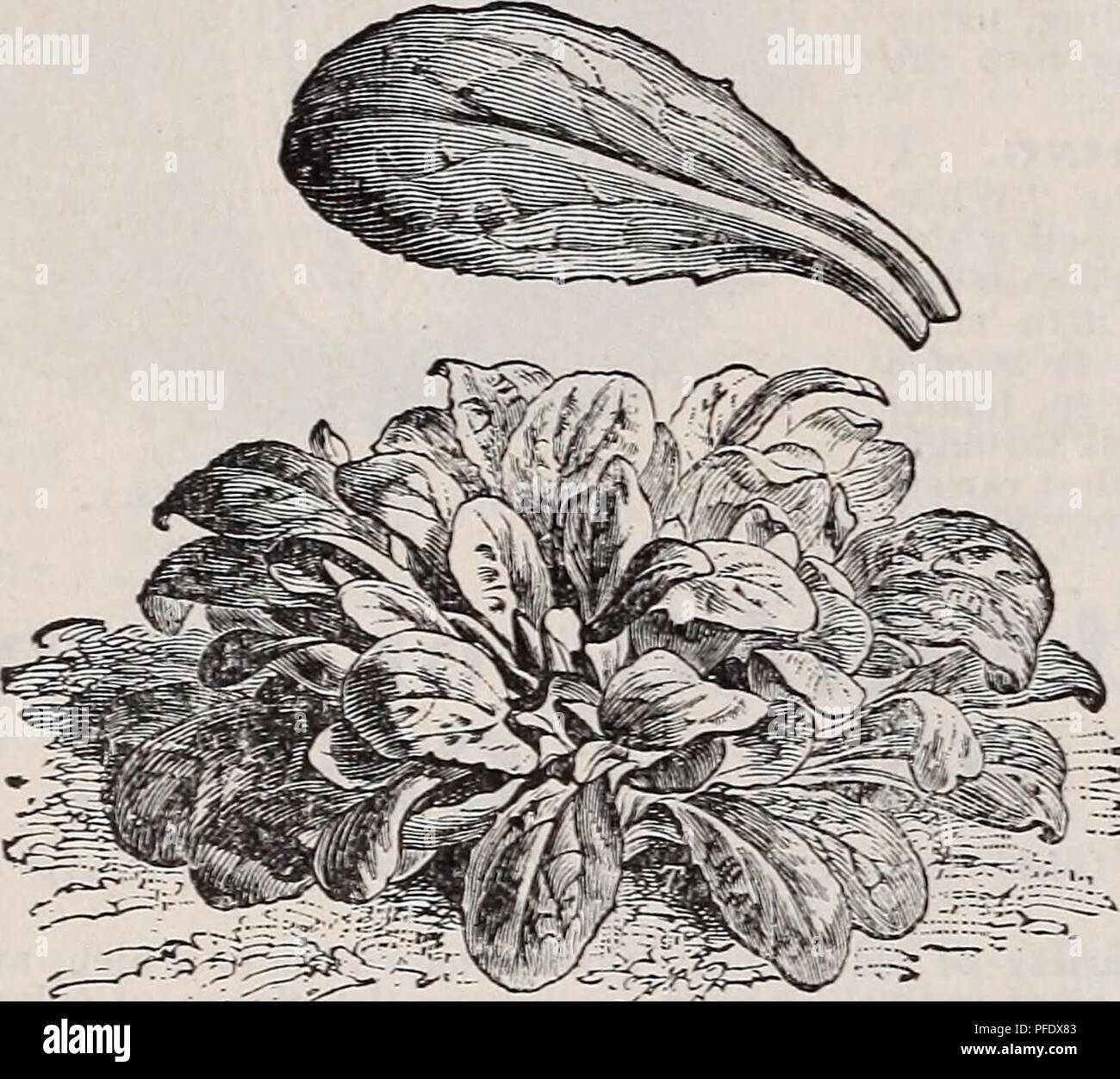 . Catalogue descriptif de légumes, de fleurs, et des semences de ferme : bulbes, racines, plantes, d'outils. Graines de graminées ; Catalogues Catalogues de graines de fleurs graines ; catalogues ; Matériel et fournitures de jardinage ; Catalogues Catalogues commerciaux New York (État de New York). 16 WEEBER &AMP ; DON. TEGETABLE SEEDS. Le cerfeuil. Allemand, Kerbel.-français, CER/ae/^ j.-espagnol, Perifollo. Le cerfeuil cultivé est gondolé, comme le persil et utilisés pour garnir- tion et l'assaisonnement des soupes et salades. La semence de l'Eooted tubéreuse est semé en août, et traités comme la carotte. Gondolé Ch.ei't'il. Les jeunes feuilles sont utilisées pour flavorm Banque D'Images