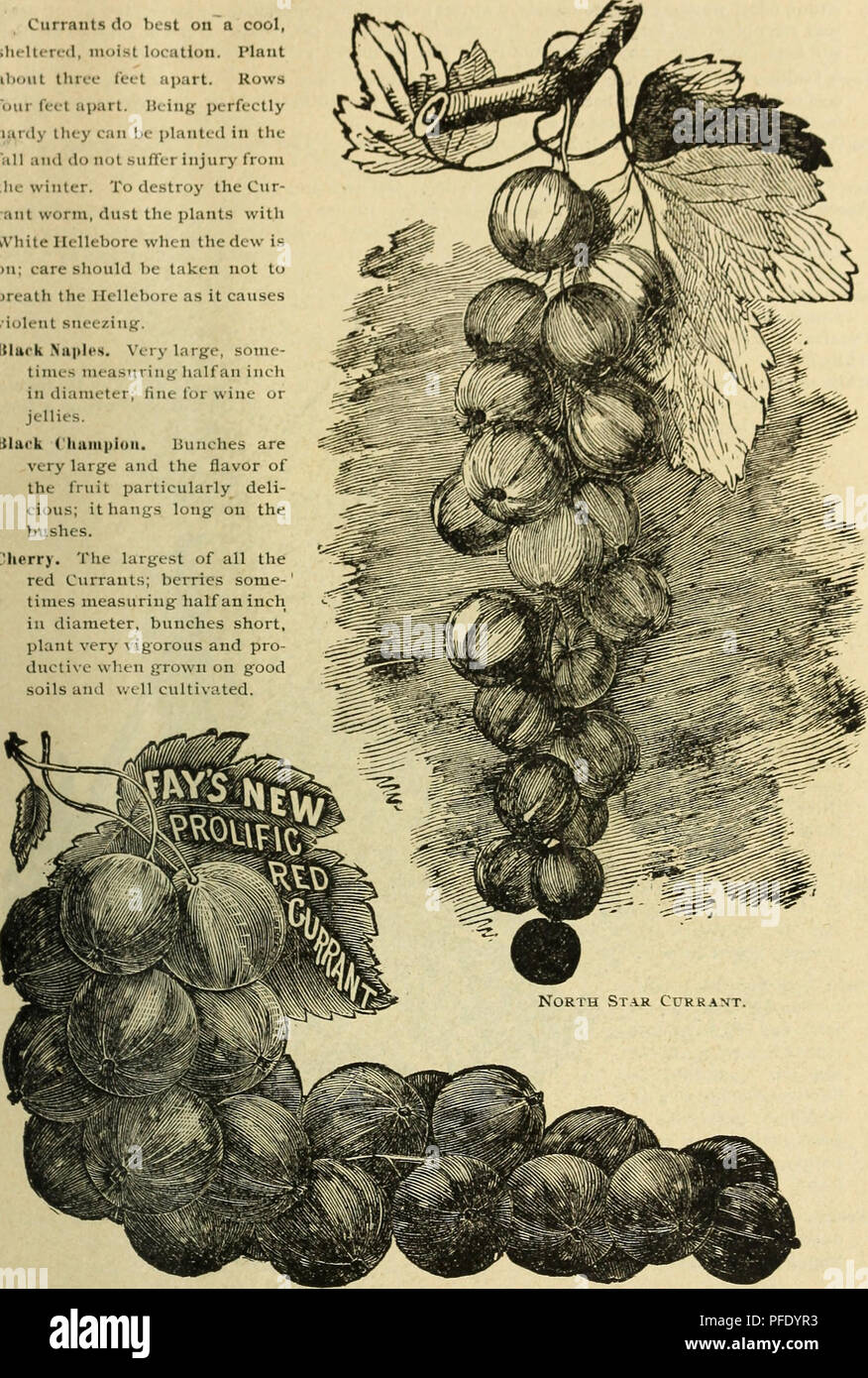 . Catalogue descriptif des pépinières. Pioneer Hart Pépinières (Horticulture) Kansas Kansas de pépinière ; catalogues ; Catalogues Catalogues des plants des arbres de fruits, d'arbres ornementaux ; Catalogues Catalogues Catalogues de fruits, fleurs. De fruits. Arbres d'ornement, ETC. CORINTHE Corinthe font le mieux sur un endroit frais, à l'abri, lieu humide. À propos de l'usine trois pieds de distance. Quatre lignes conduit à part. Bonjour d'iug parfaitement hanly ils peuvent être plantés en automne et- tlit Miller n'est pas causé par l'hiver. De détruire le ver de l'AIM, la poussière des plantes avec l'hellébore blanc quand la rosée est sur ; il faut prendre garde à ne pas respirer l'Helleb Banque D'Images