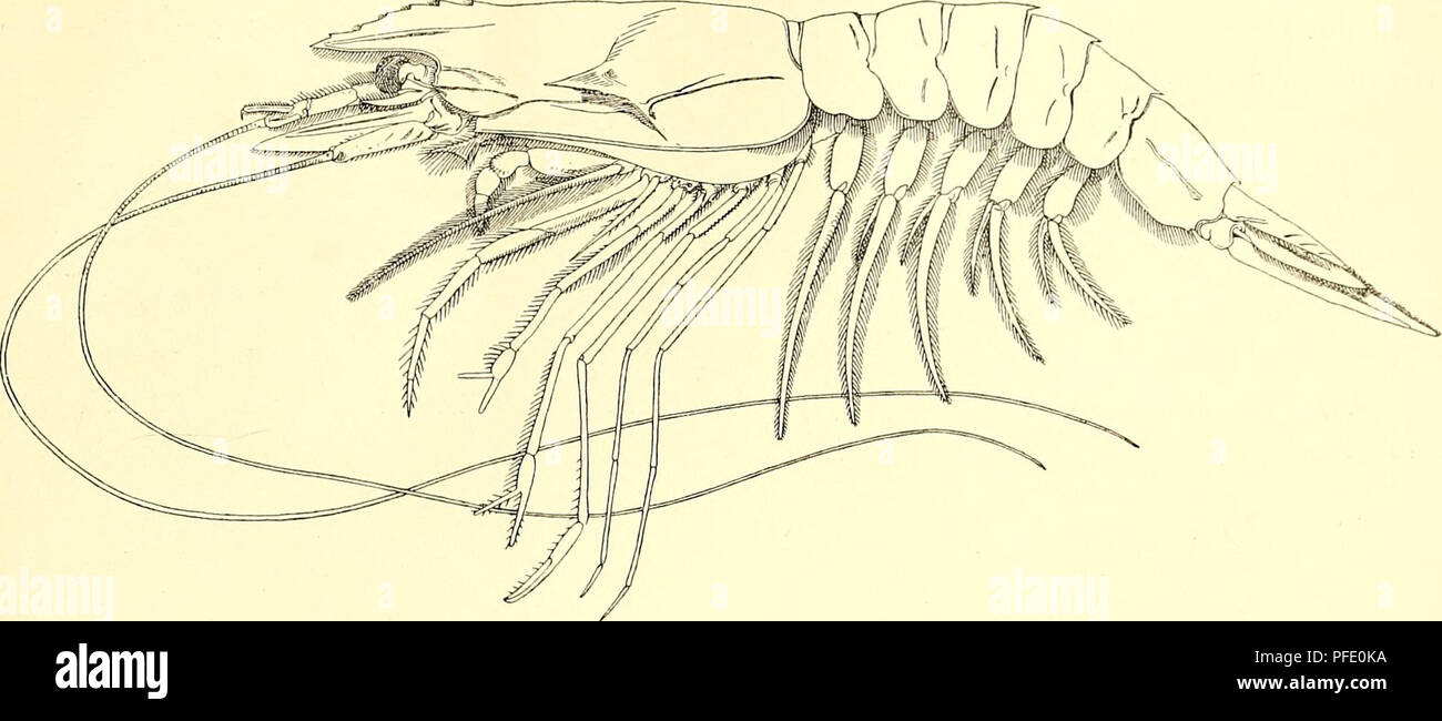 . Denkschriften der Kaiserlichen Akademie der Wissenschaften, Mathematisch-Naturwissenschaftliche Classe. DecapoJeii. 627 54. Aristaeomorpha mediterranea n. sp.. Von der von Spence BÃ¤Aristens rostridentatits te ' als und von und Wood-Mason Alcock ^ zum Genre Aristaeomorpha Espèces gestellten unterscheidet sich die vorliegende effet d'Art, dass ihr Tribune, gerade Kurz und nur etwas Lévis 2004-2005 nger als das 1. Stielglied der inneren Antenne ist. Oben trà 2004-2005 gt dasselbe 5â6 ZÃ¤hne, unten dagegen ist es nur behaart. Ferner ist das 3. Stielglied kÃ¼rzer der inneren Antenne etwas als Das zweite. 3 StÃ¼ck (19 Banque D'Images