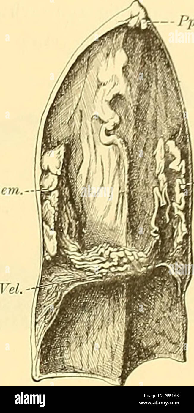 Cette publication de la Medicinisch-Naturwissenschaftliche Gesellschaft détaille les structures anatomiques de Scymnus lichia, en particulier le cerveau et ses caractéristiques comparatives avec d'autres espèces comme Ceratodus. Le travail met en évidence la neuroanatomie de ces espèces, aidant à des études de physiologie comparative. Banque D'Images
