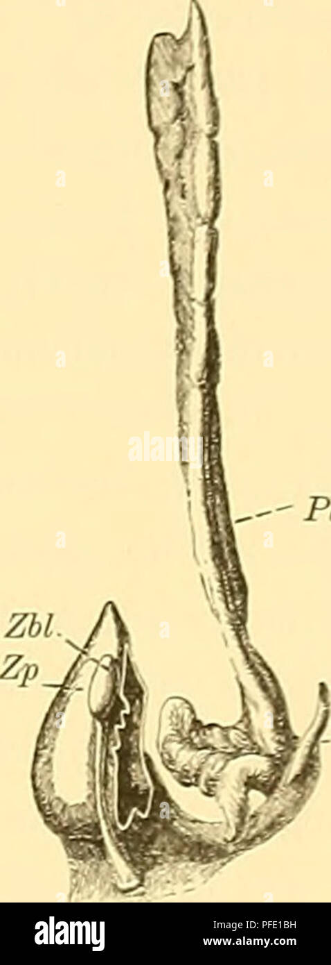 . Denkschriften der Gesellschaft Medicinisch-Naturwissenschaftlichen clowal vewlt zu Jena./CTB. - PI. Um Yca Fig. 21. Schematische Uebersicht Bezeichnungen der für die verschiedenen Theile der Decke des 3. Ventrikels. Ca Commissura anterior, Cp, Cs Commissura postérieur Commissura supérieur, Li, infraneuroporica Lamina Lamina- supraneuro porica Ls, 0 P, Opticus Paraphyse( ?), Pli, prävelarer hemisphaerium Plexus Prv de la section Le neuroporicus Recessus, RN, 5 Stück, Schalt- V Velum transversum, d'hypertension, l'Yca Vena anterior Zb Zirbelbläschen Zirbelpolster, Zp, Zirbelstiel Zst. Fig. 22. Decke des 3. Surface vent Banque D'Images