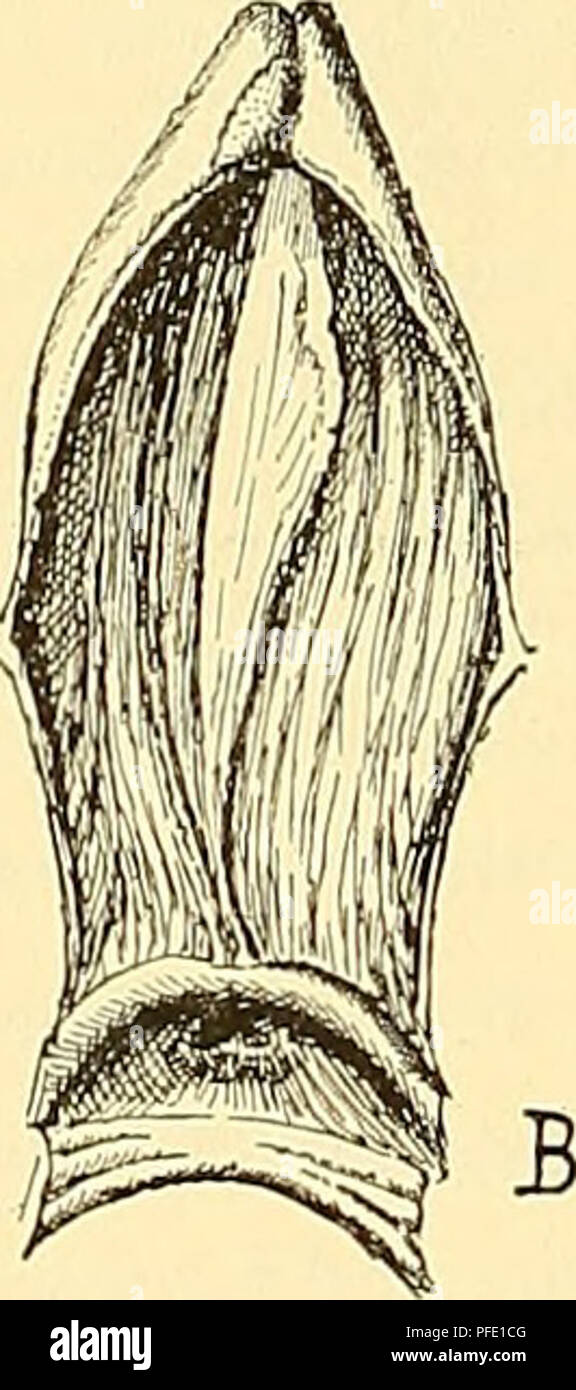 Ce rapport scientifique du Medicinisch-Naturwissenschaftlichen Gesellschaft zu Jena fournit des illustrations anatomiques détaillées de Ceratodus, en se concentrant sur le troisième ventricule et les structures cérébrales connexes. Il contribue à la compréhension de l'anatomie des poissons anciens et de l'évolution du cerveau. Banque D'Images