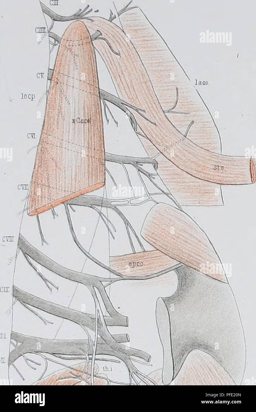 . Medicinisch-Naturwissenschaftlichen Denkschriften der Gesellschaft zu Jena. V.W'Diaphrajmafraje Gossnilz Zur JEN. DENKSCHRIFTEN.Bd.VJI. 26. CHOfODILUS acutus. 27. CROCOPILUS ACUTUS. 28.HATTERIA PUNCTATA. 29. HATTERIA PUNCTATA. Seiuonjorschmjsreisei Bd.flH 31. ORNITHORHYNCHUS PARADOXUS. Veuillez noter que ces images sont extraites de la page numérisée des images qui peuvent avoir été retouchées numériquement pour plus de lisibilité - coloration et l'aspect de ces illustrations ne peut pas parfaitement ressembler à l'œuvre originale.. Medizinisch-naturwissenschaftliche Gesellschaft zu Jena. Banque D'Images