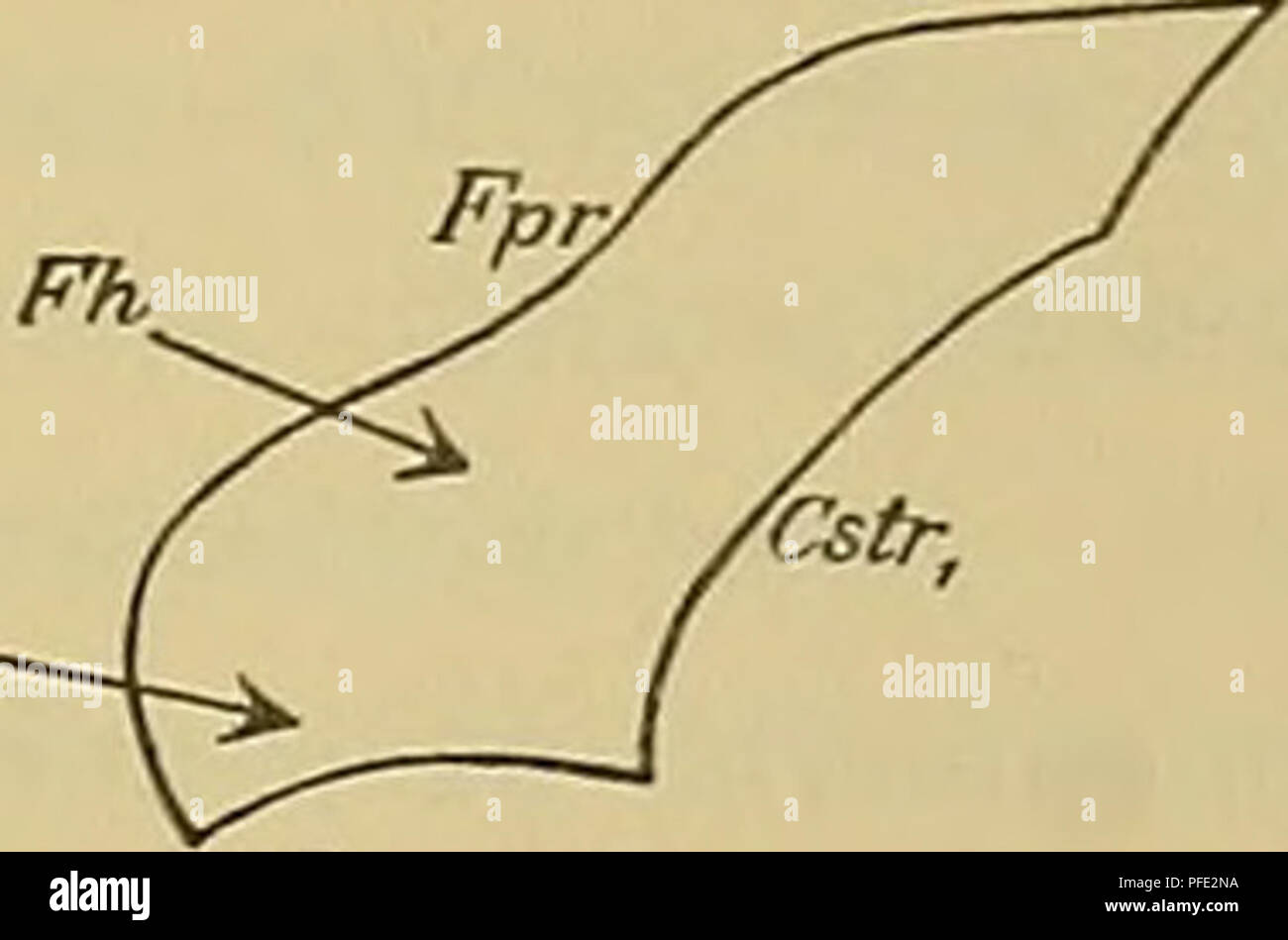 . Medicinisch-Naturwissenschaftlichen Denkschriften der Gesellschaft zu Jena. 43 Centralnervensystem Monotremen und das der. Marsupialier 271. doch dans Entwickelungsfortschritt mannigfachen Beziehungen ein zu constatiren. Wesentlichsten Die Punkte sind Die Erweiterung becherförmige : les parietalsten Theiles des des 3. Ventrikels, welche als ich auch kurz (Calix) bezeichnen thalami, ist noch etwas breiter geworden. Die Fossa thal. sehr scharf schneidet supérieure interne ein. Die Fissura hippocampes wesentlich ist tiefer geworden. Dass Dazu kommt, convexen Aussencontour dem des Calix - ge Banque D'Images