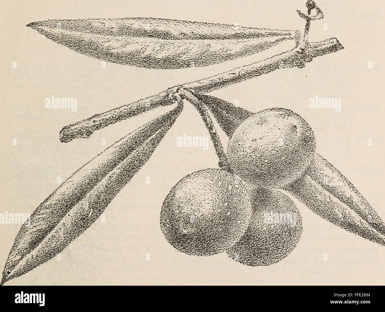 . Catalogue descriptif d'arbres fruitiers les petits fruits, etc.. Pépinière, Californie, catalogues, des arbres fruitiers, en Californie, des catalogues, des fruits, des graines, en Californie, des catalogues. Département de fruits. Pour l'huile. Columbaro (Allasio). Corregiola (Toscane). Frantojo. Jo3brut ou Infrantoio (Toscane). Grantois (Lombardie). Leccino (Toscane). Marajole ou Morinello (Toscane). Piangente (Toscane). Radiola (Rapollo). Rapuina (San) Remeo. Razzo (Toscane). Taggiasco (Porto Mauricio). Au-dessus de la M. E. E. Goodrich, de l'Oliveraie de Quito à Santa Clara, a importé et cultivé de façon approfondie de l'Corregiola Grossajo,. Marajo Banque D'Images
