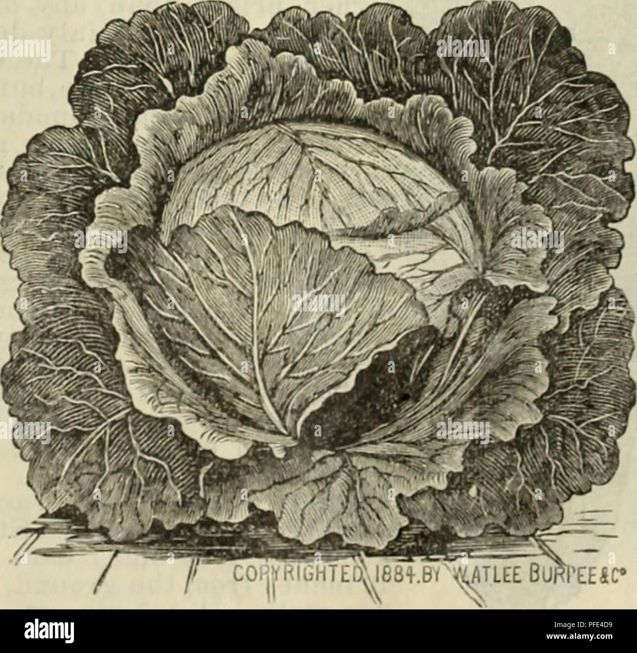 . Catalogue descriptif : arbres plantes graines.. Catalogues Catalogues arbres, fleurs, graines de légumes ; Catalogues Catalogues commerciaux Texas Fort Worth ; arbres ; fleurs ; légumes ; catalogues commerciaux. rExtra Début Express. " Excelle dans toutes les sortes de précocité nous avons grandi ; | a la forme et apparaissent- a n c e de notre bien -connu Etampes Cab- b a g e i s, mais plus petit et huit ou dix jours plus tôt, mais a quelques feuilles extérieures et, par conséquent, peuvent être plantés très proche ; il donne de grandes cultures ; pour forcer peut difficilement être franchi." ci-dessus est une description de l'enregistrement et le chou, et sept ans* tr Banque D'Images