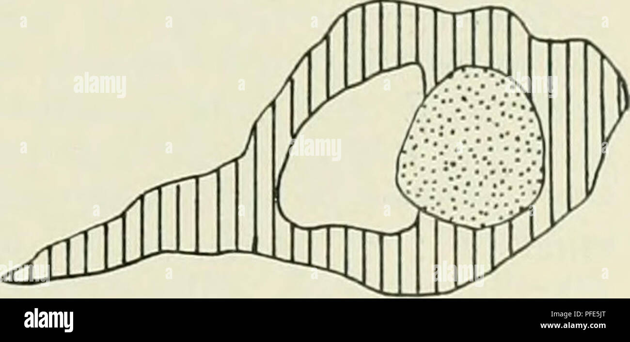 . Der Aufbau der Skeletteile in den freien Gliedmassen der Wirbeltiere Untersuchungen ; un urodelen amphibien. . Fig. 114-116. Salamandra maculosa, stade II, tibia, Querschnitt aus einer Serie, schémas. Vergr. 55:1. Stades ist eine grosse. Knorpelige kommt die Grundlage dem größten Teil des Skelettstückes zu, sie aber fehlt fast völlig dans quelques Schnitten, die der Mitte der diaphyse. entsprechen. Der großblasige Diaphysenknorpel, une arme Grundsubstanz hier ist durch einen kleinen ersetzt rundlichen Markraum, welcher nur noch auf einem von Kuorpelstreifen schmalen umgeben wird. Banque D'Images