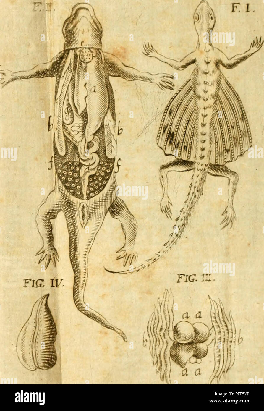 . De ranis et lacertis observationes. TfiR.1V.. Veuillez noter que ces images sont extraites de la page numérisée des images qui peuvent avoir été retouchées numériquement pour plus de lisibilité - coloration et l'aspect de ces illustrations ne peut pas parfaitement ressembler à l'œuvre originale.. Oliger Jacobaeus,, 1650-1701. Hafniae, Johannis M. Lieben Banque D'Images