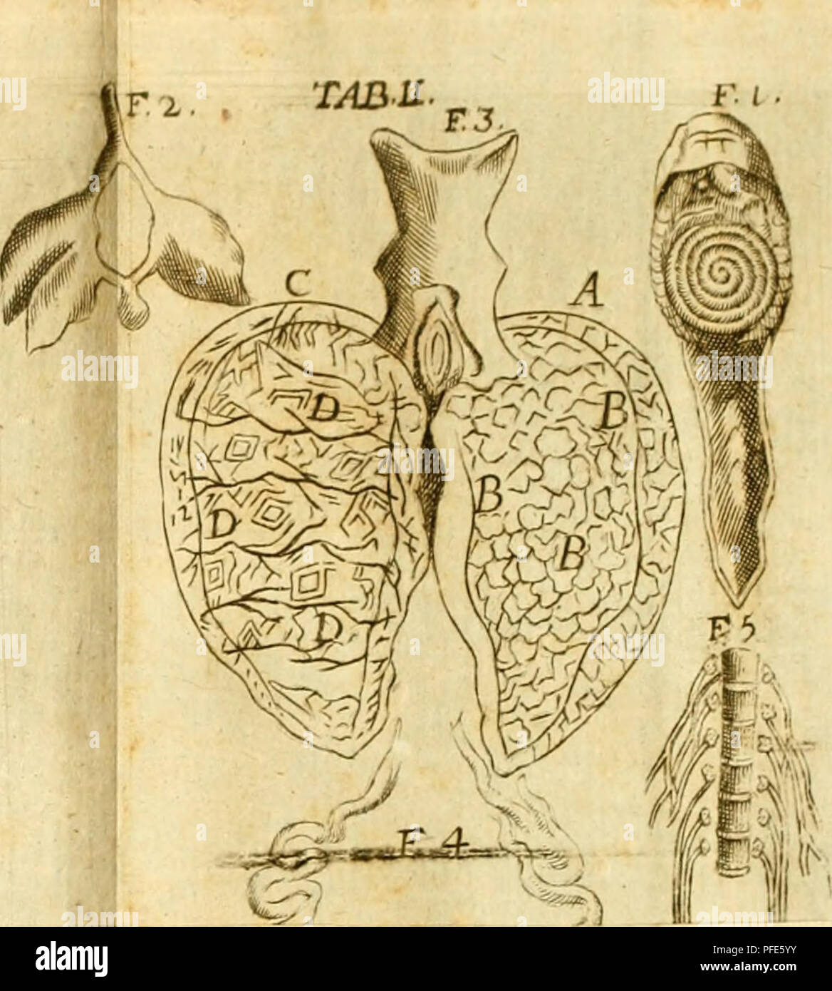 . De ranis et lacertis observationes. . Veuillez noter que ces images sont extraites de la page numérisée des images qui peuvent avoir été retouchées numériquement pour plus de lisibilité - coloration et l'aspect de ces illustrations ne peut pas parfaitement ressembler à l'œuvre originale.. Oliger Jacobaeus,, 1650-1701. Hafniae, Johannis M. Lieben Banque D'Images