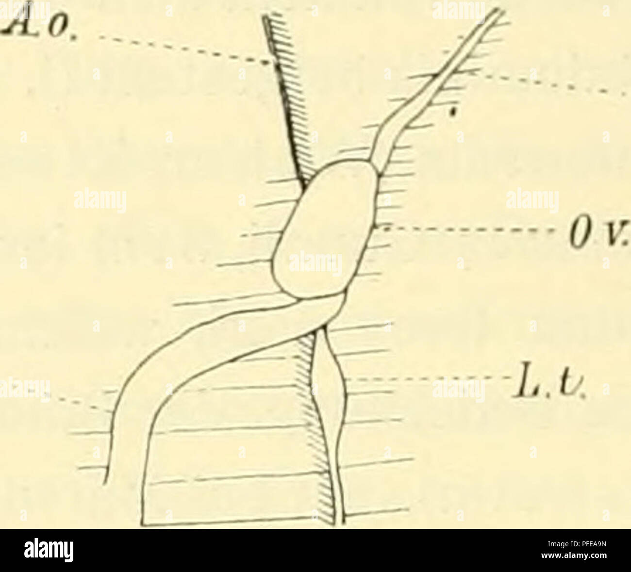 . Denkschriften der Kaiserlichen Akademie der Wissenschaften, Mathematisch-Naturwissenschaftliche Classe. . Jr. Niere. Ov. Ovarium. P. d. Plica diaphragmatica. Ut. L'utérus. Bl. Sophistiqué. L. t. Rundes Mutterband. ITt.. A. 0. Arteria ovarica. T. Tube. Ov. Ovarium. Ut. L'utérus. L. l. Ligamentum teres, deros. Ist aber interessant, dass bei einem ganz jungen '' de l'embryon : ninriiitts^ von sich eine Vespertilio, Conusanlage zeigt. Zweifellos wird diese sehr Conusanlage frÃ¼hzeitig zur approfondissement théorique des Scheidenfortsatzes¤primÃ ren verwendet, welcher sich zum pour Cremastersack zeitleb umwandelt und Banque D'Images