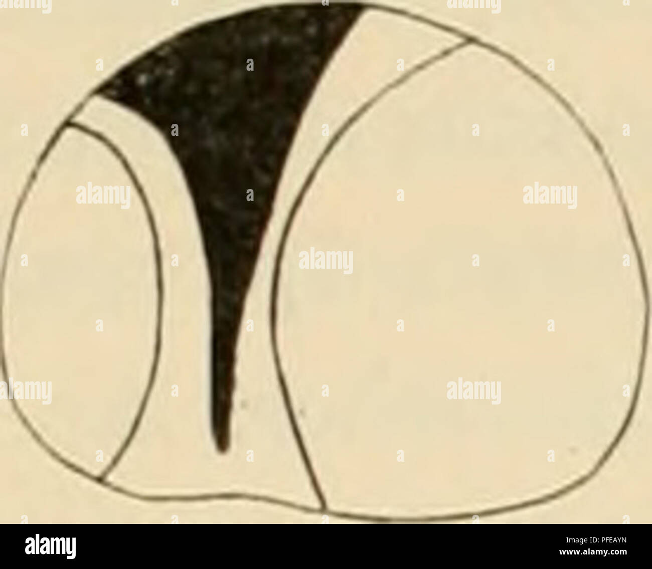 . Denkschriften der Kaiserlichen Akademie der Wissenschaften, Mathematisch-Naturwissenschaftliche Classe. Cariua traclicac 431 Die diesem Zwecke hält sich die homme Ringantheilc verlaufenden horizontal und kann durch Beobachtung Vergleichung und der sich in Ihrem habitually Verlaufe schmäleren Knorpelspangen ergänzenden breiteren und die Zahl der ringe richtig angeben, j C^. Veuillez noter que ces images sont extraites de la page numérisée des images qui peuvent avoir été retouchées numériquement pour plus de lisibilité - coloration et l'aspect de ces illustrations ne peut pas parfaitement ressembler à l'œuvre originale.. Kaise Banque D'Images