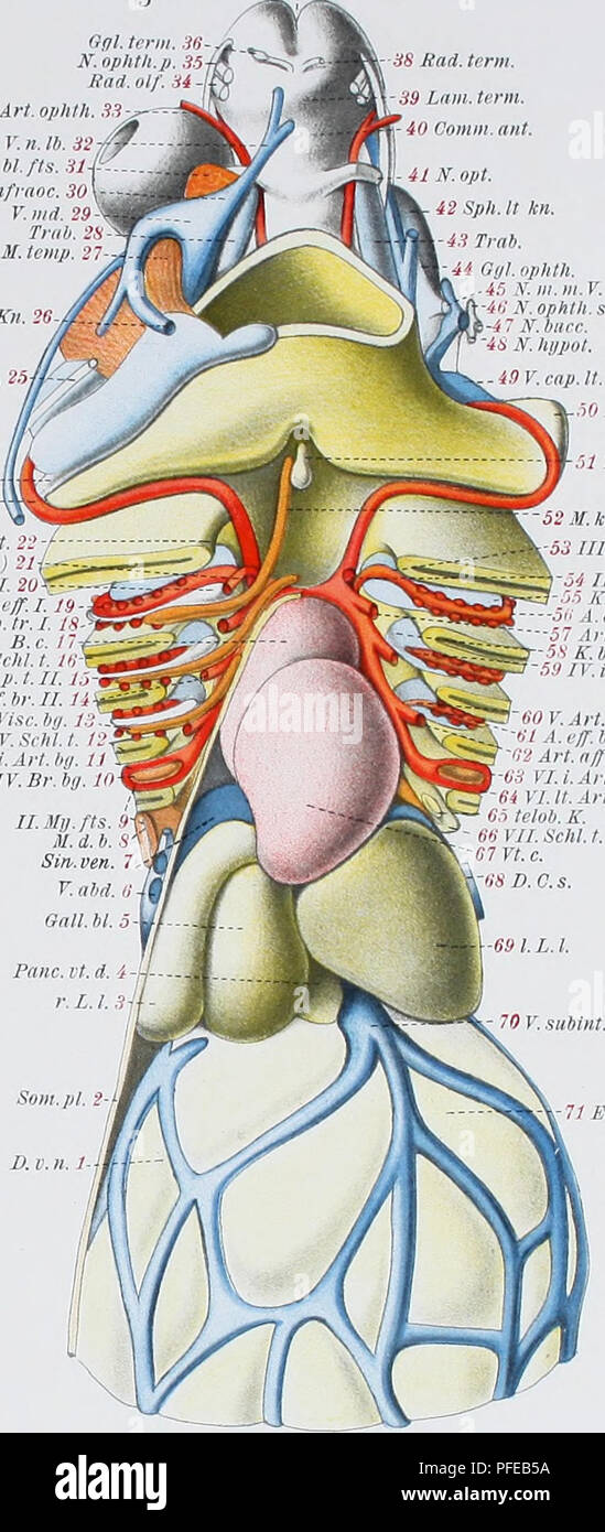 . Medicinisch-Naturwissenschaftlichen Denkschriften der Gesellschaft zu Jena. Ofil. terme. 3ii N. solution ophtalmique.p. 35 Rad. FLO. Article 34 ophlh. 33 V 11. Ib. 32 Vermont CiL W. FTS. 31 C. infraoe. 30 C. mit. 29 Trab. M. temp. M. Kit. 26 et suiv. md. e. VII. 25. epibr Otji. III. IX '-'///.. Il 1914-1920. int.. VII. ScM. Ma.ftS.II. iv.s.n.fy 42 (M.c.inil.) U.Art.bg. Lh.m.24 4 V.h.m. I.Art.bg 235 N. h. 111. W 31. /, : Li. II. Schi. t. Art 22 II.bg.(Op.a.) 21 j 7 ///. Mg. FTS. G. h. br. f. 20^ A. FEP. I. 1948 Hg. nrl. HA.,,//./. III Schi. t. (11. K. sp.) 1 V.h.b.i. Â¢2A.fnf.IIL. .1 V h. Dans : e. X'.LR.I. 18 B.C. n III Banque D'Images