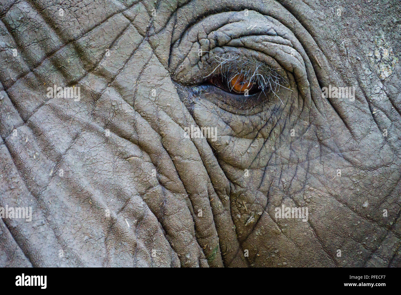Close up of African Elephant's eye ball Banque D'Images