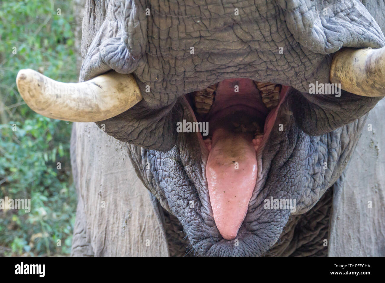 Close up d'un éléphants moutn Banque D'Images
